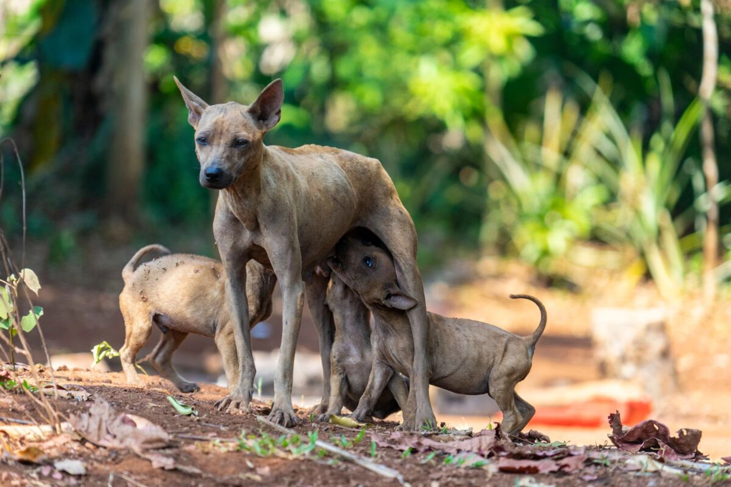 Tollwut wird über Kratzer oder Bisse von infizierten Hunden übertragen