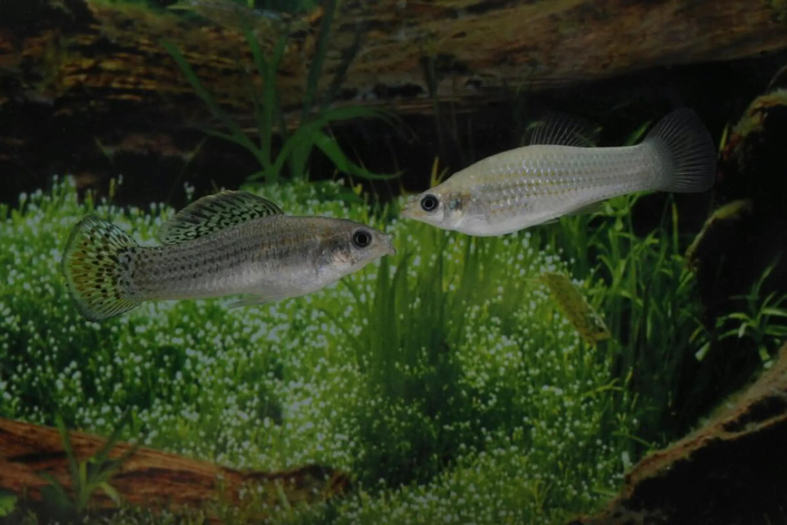 Vom Amazonenkärpfling gibt es nur Weibchen, die sich asexuell vermehren