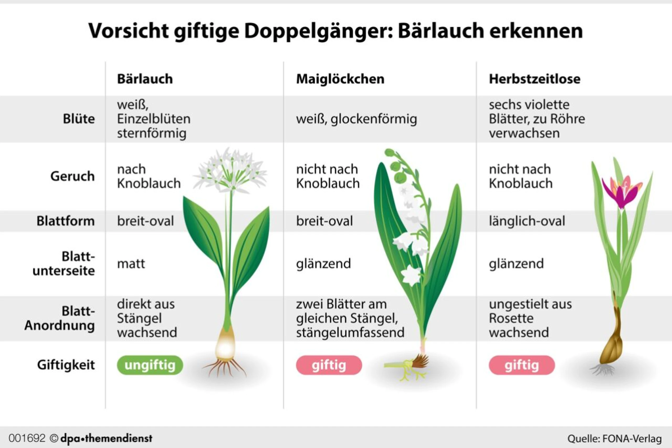 Bärlauchblätter ähneln Maiglöckchen und Herbstzeitlosen stark