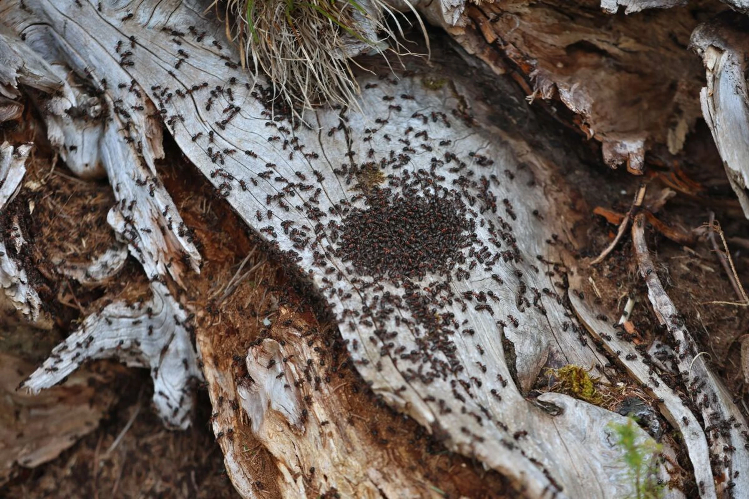 ++ ARCHIVBILD ++ Akzeptieren Nahrung von geringerer Qualität
