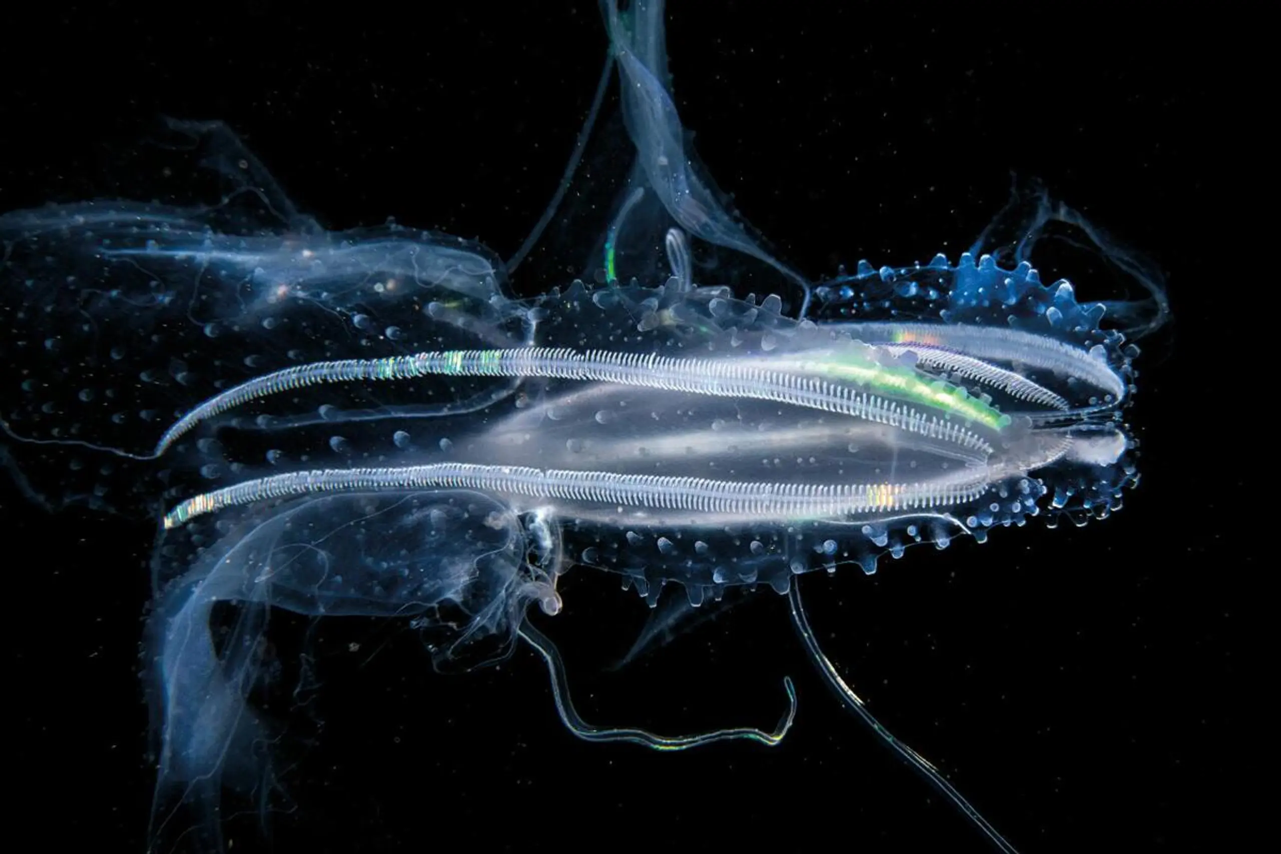 Eine Lappen-Rippenqualle, fotografiert von Manfred Wakolbinger