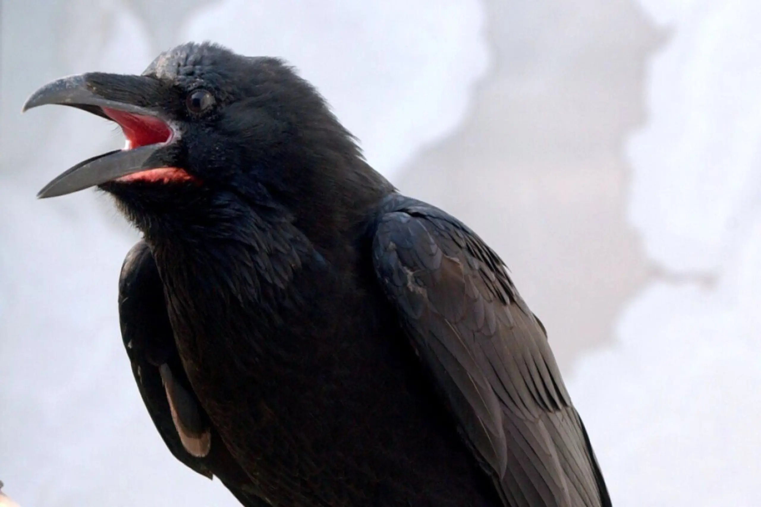 Kolkraben merken sich Plätze, wo Wölfe häufig Beute reißen