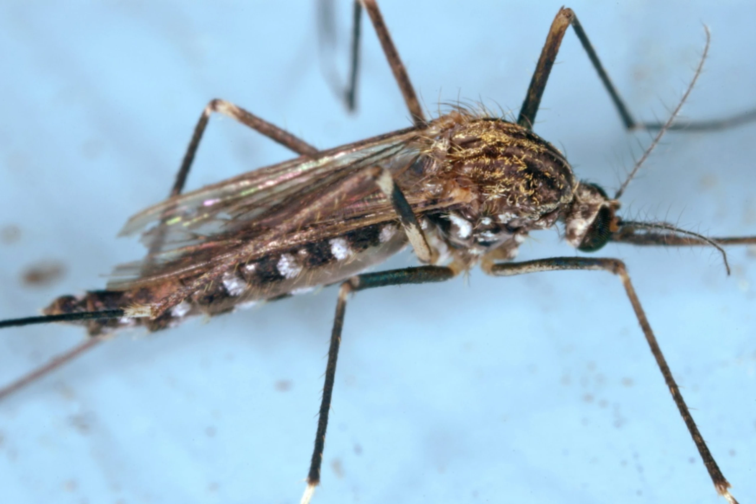 Das West-Nil-Virus wird hauptsächlich von Mücken übertragen