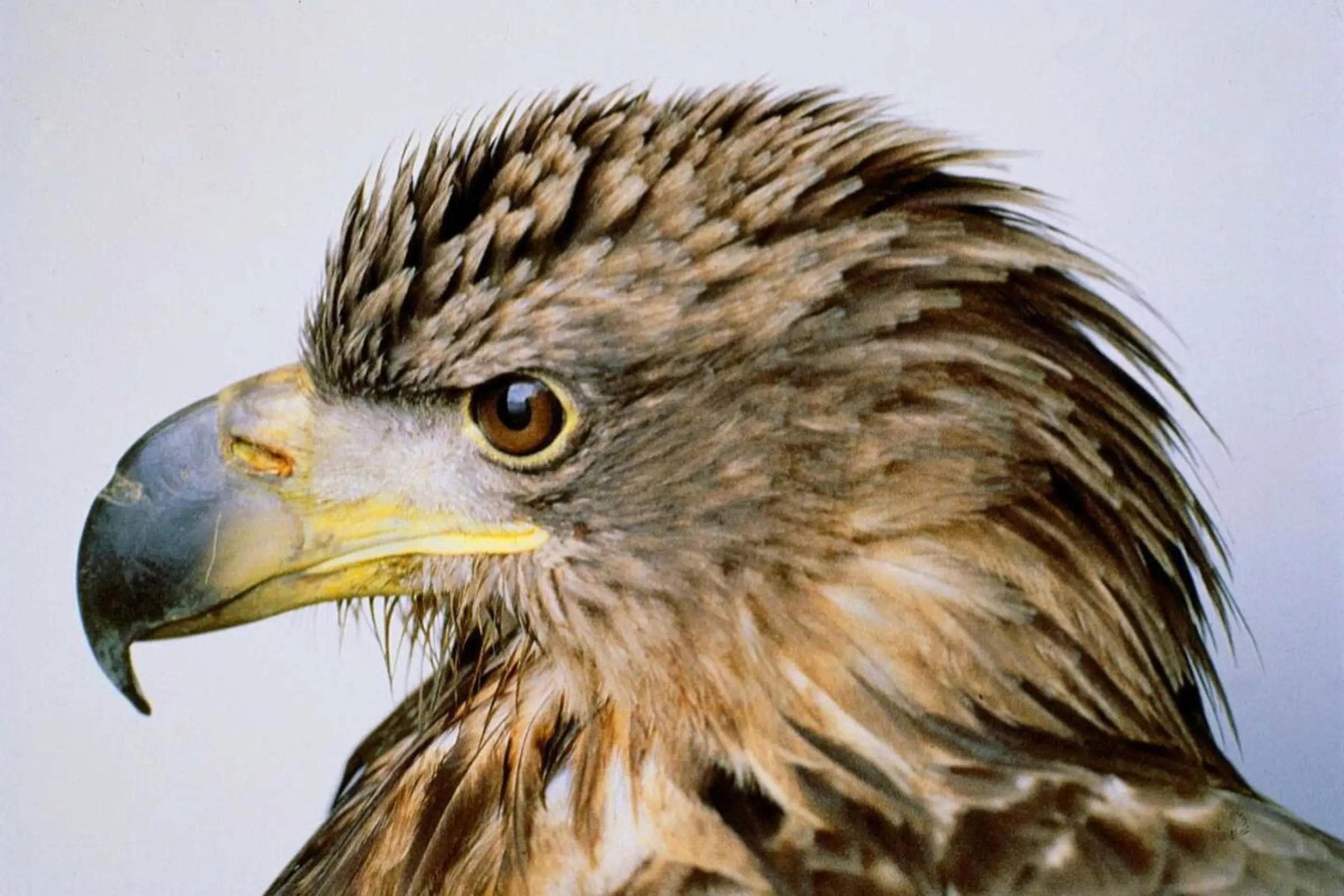 WWF fordert besseren Schutz