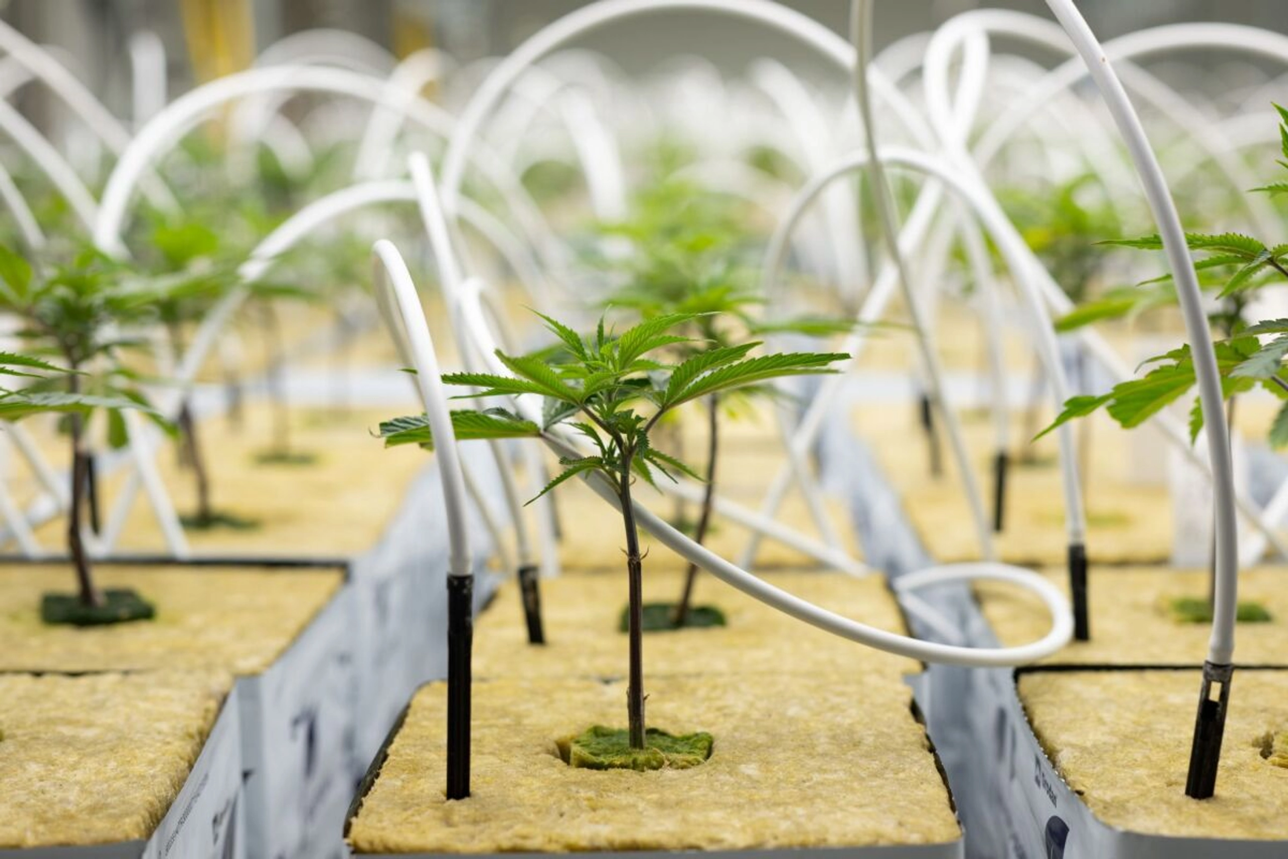 Kaum Nutzen von Cannabis bei psychischen Leiden