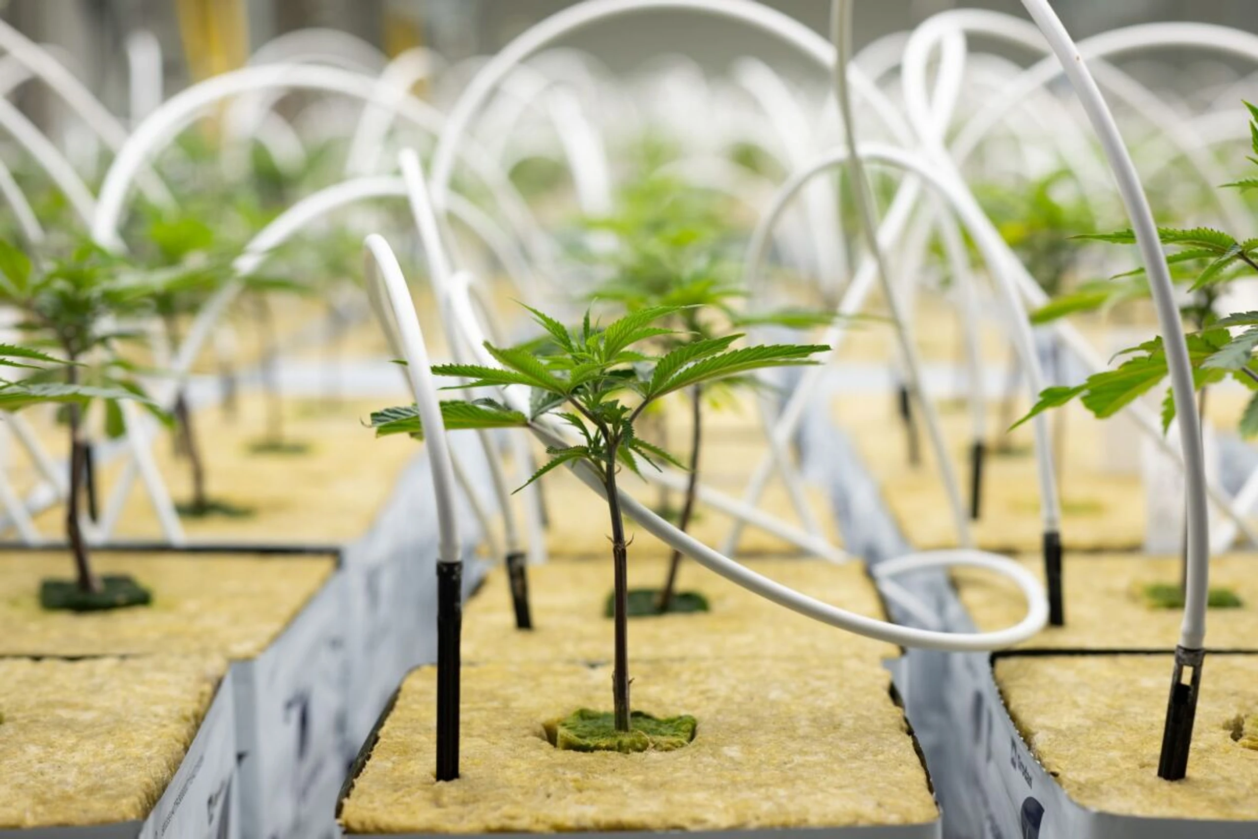 Kaum Nutzen von Cannabis bei psychischen Leiden