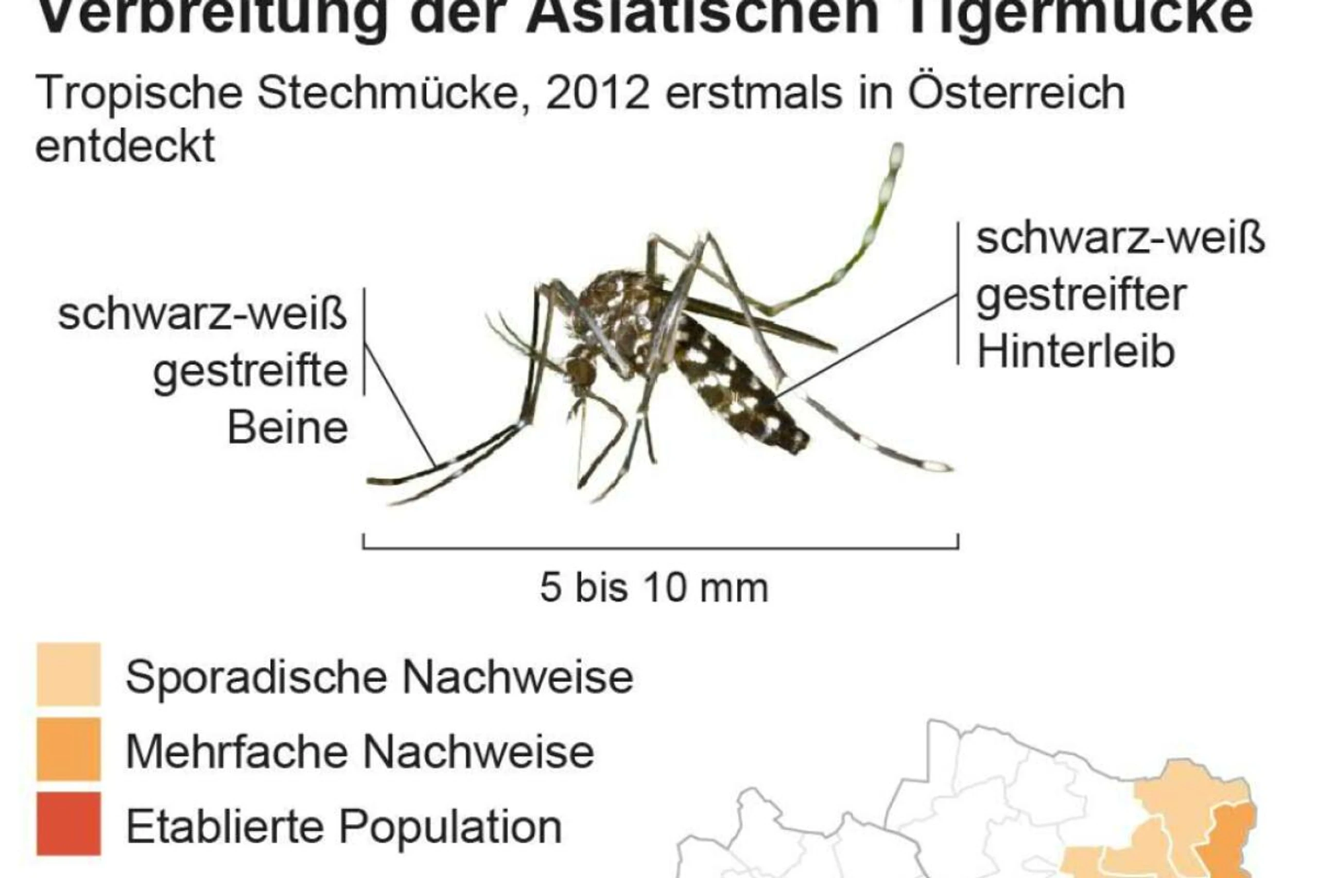 Verbreitung der Asiatischen Tigermücke in Österreich