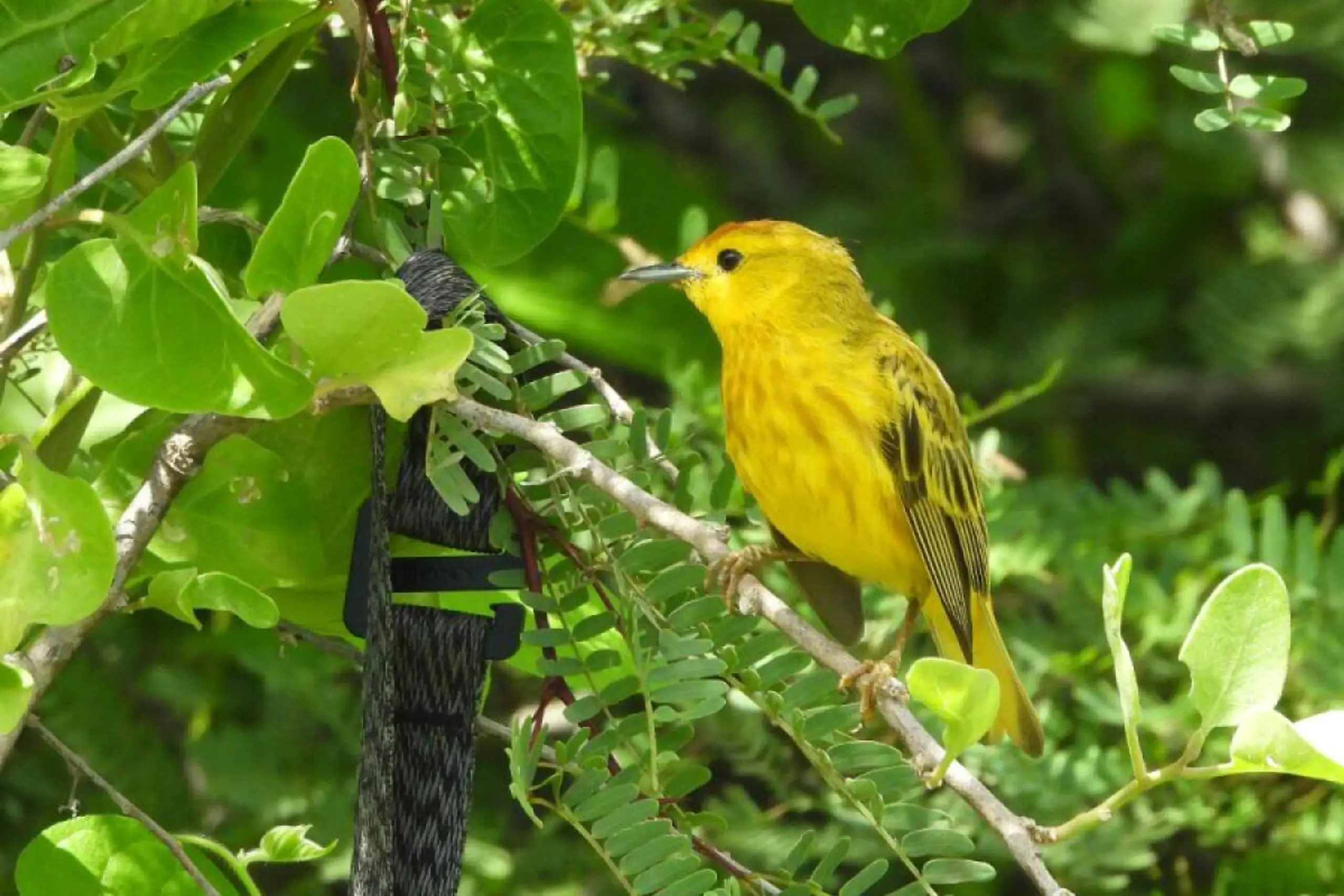 Playback-Experimente mit weiblichen Galápagos-Goldwaldsänger