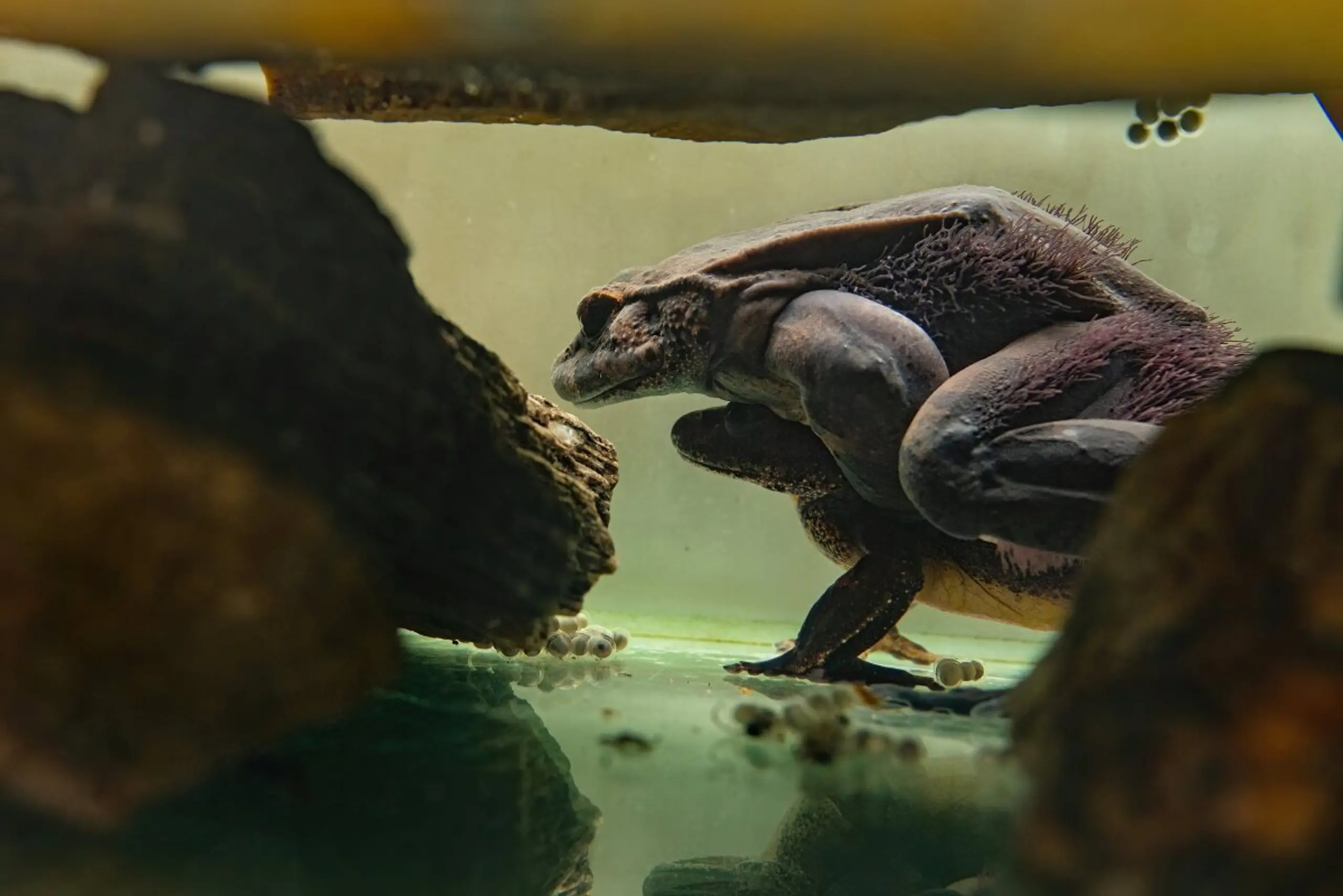 Nachbildung von natürlichem Lebensraum hilfreich bei Nachzucht