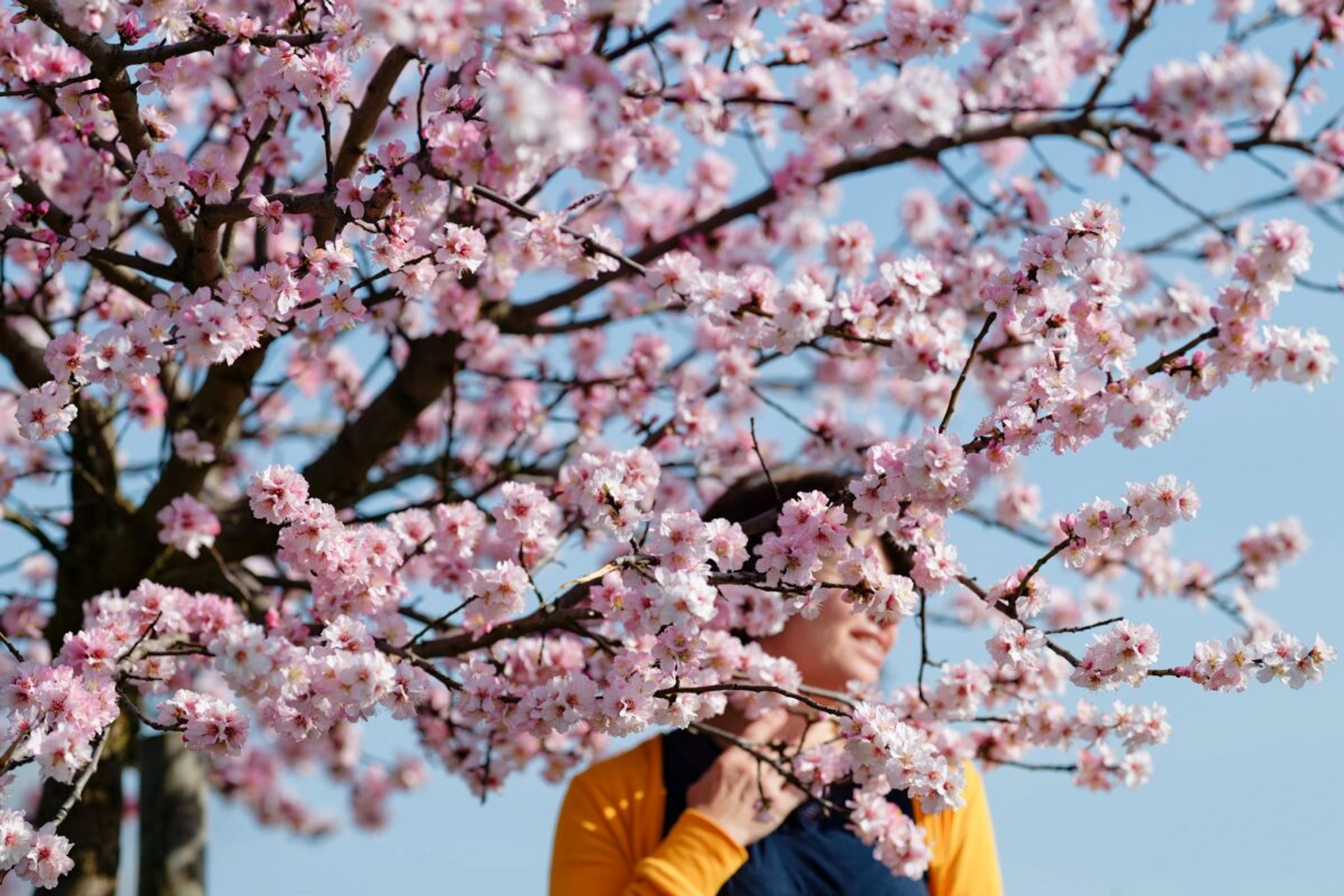 ++ ARCHIVBILD ++ Wie riecht der Frühling? Starke Sinnesreize lassen uns lebendig fühlen