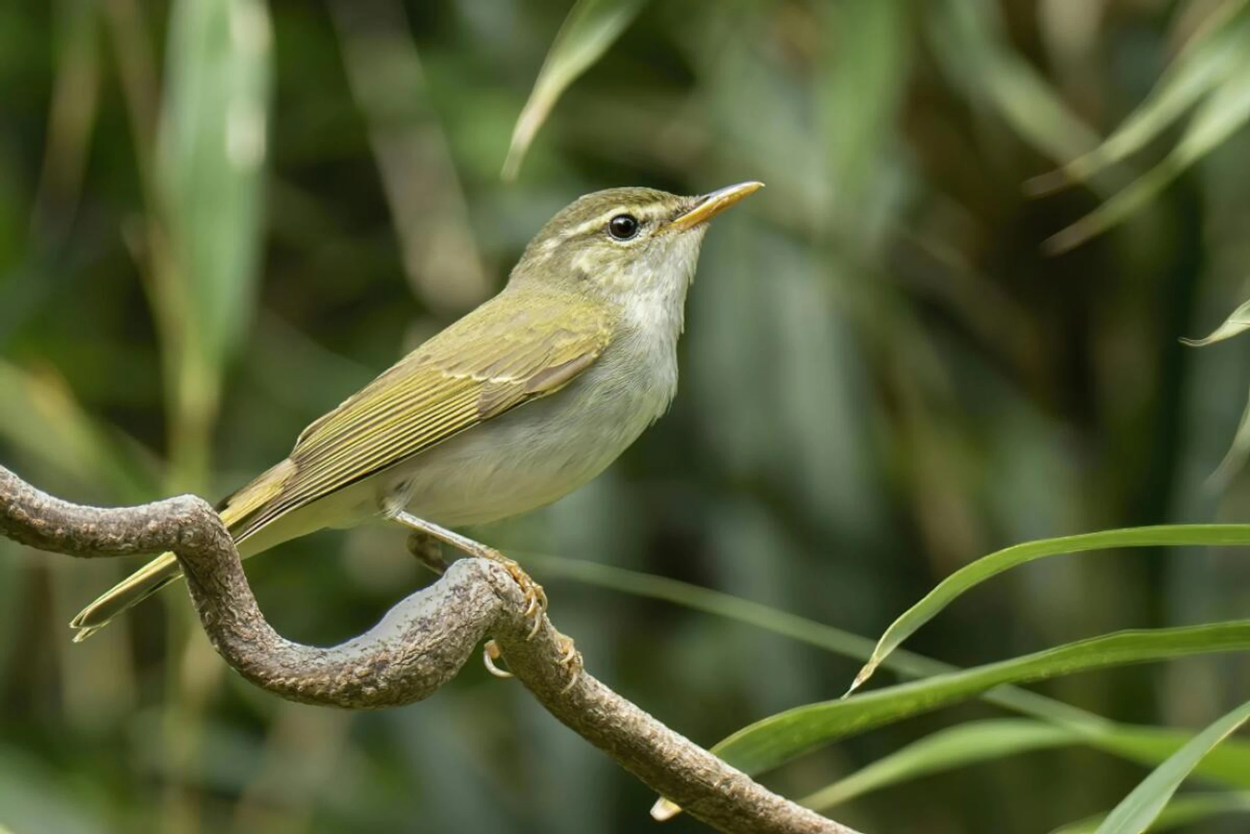 Neue Art soll als "gefährdet" eingestuft werden