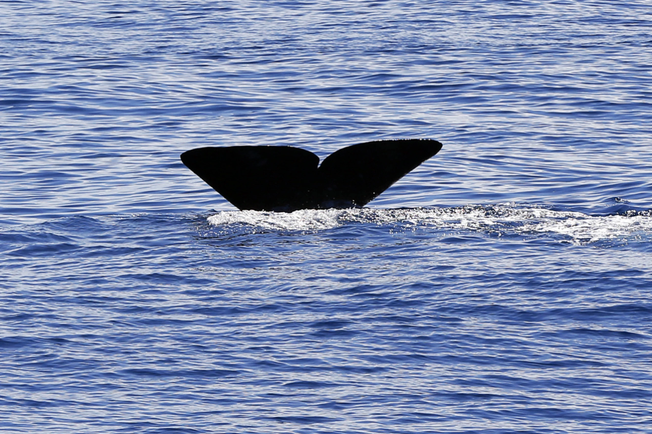 Pottwale rammen gezielt mit dem Kopf