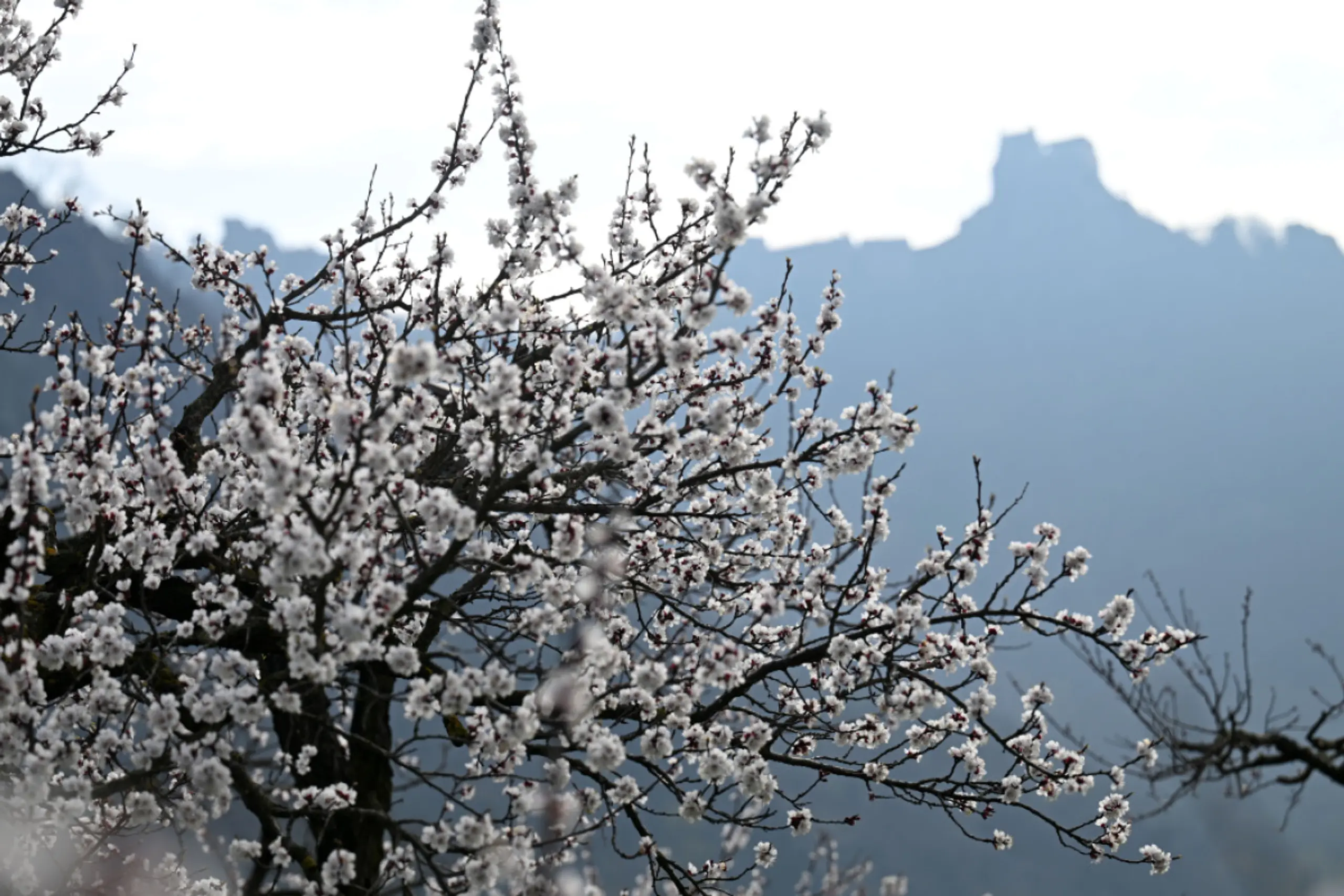 Erste Knospen in der Wachau geöffnet