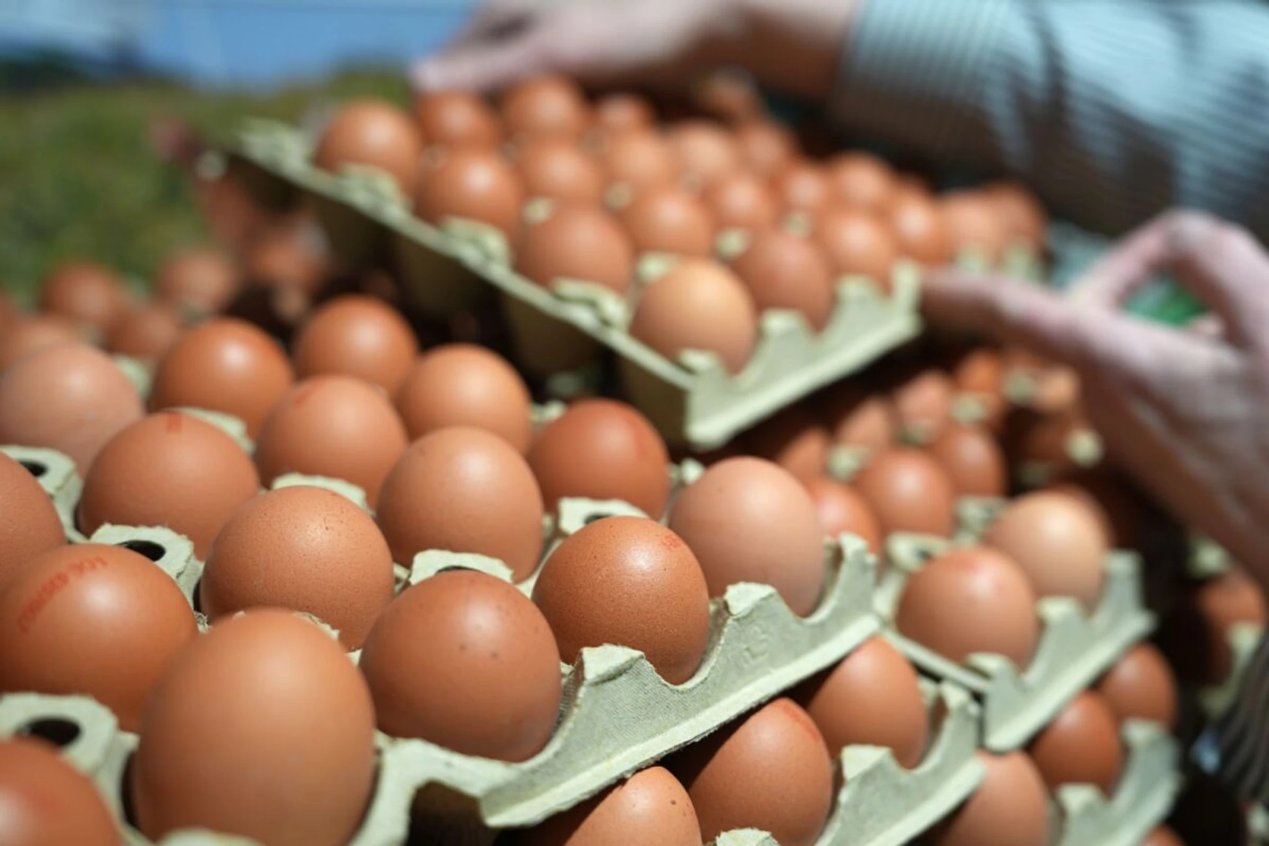 Nachfrage nach Eiern bleibt hoch