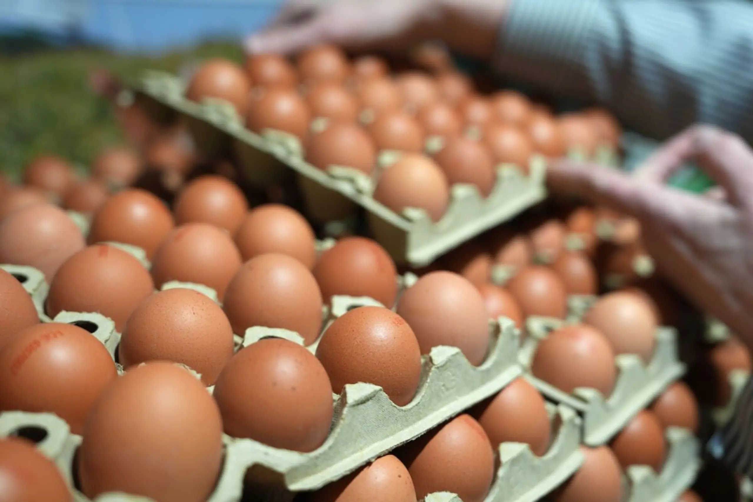 Nachfrage nach Eiern bleibt hoch