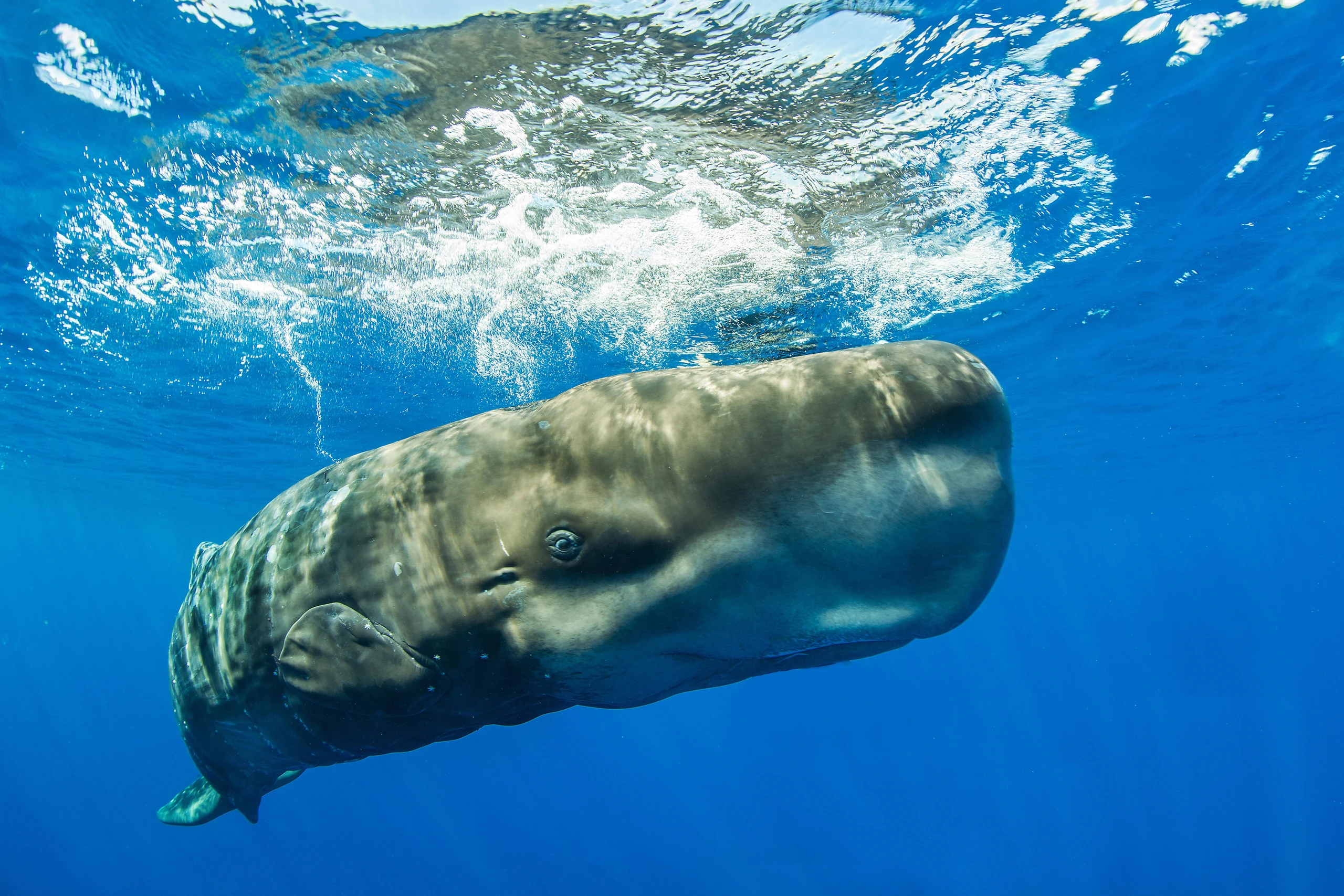 Erstmals bei Studie gefilmt: Pottwale nutzen Kopf als Rammbock