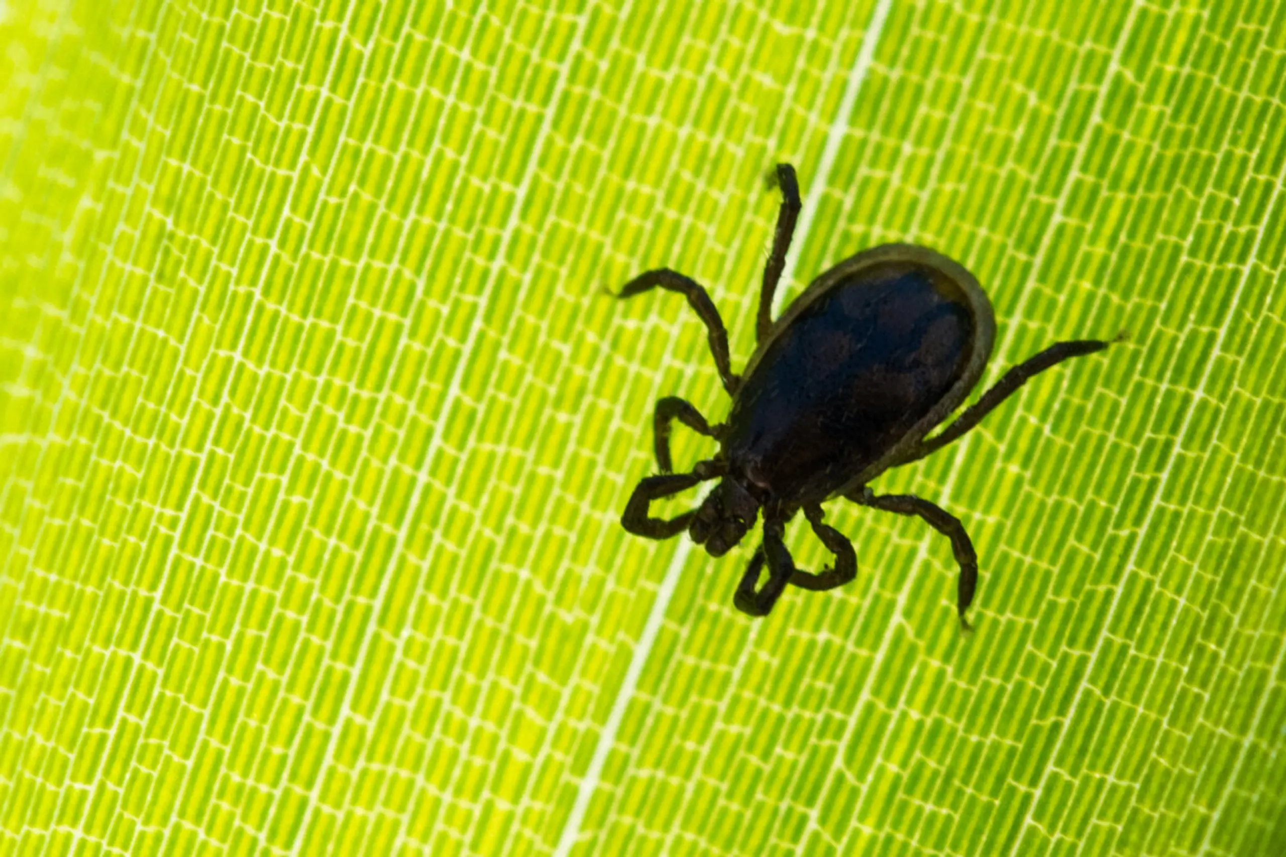 Impfrate gesunken, Fallzahlen steigen wieder