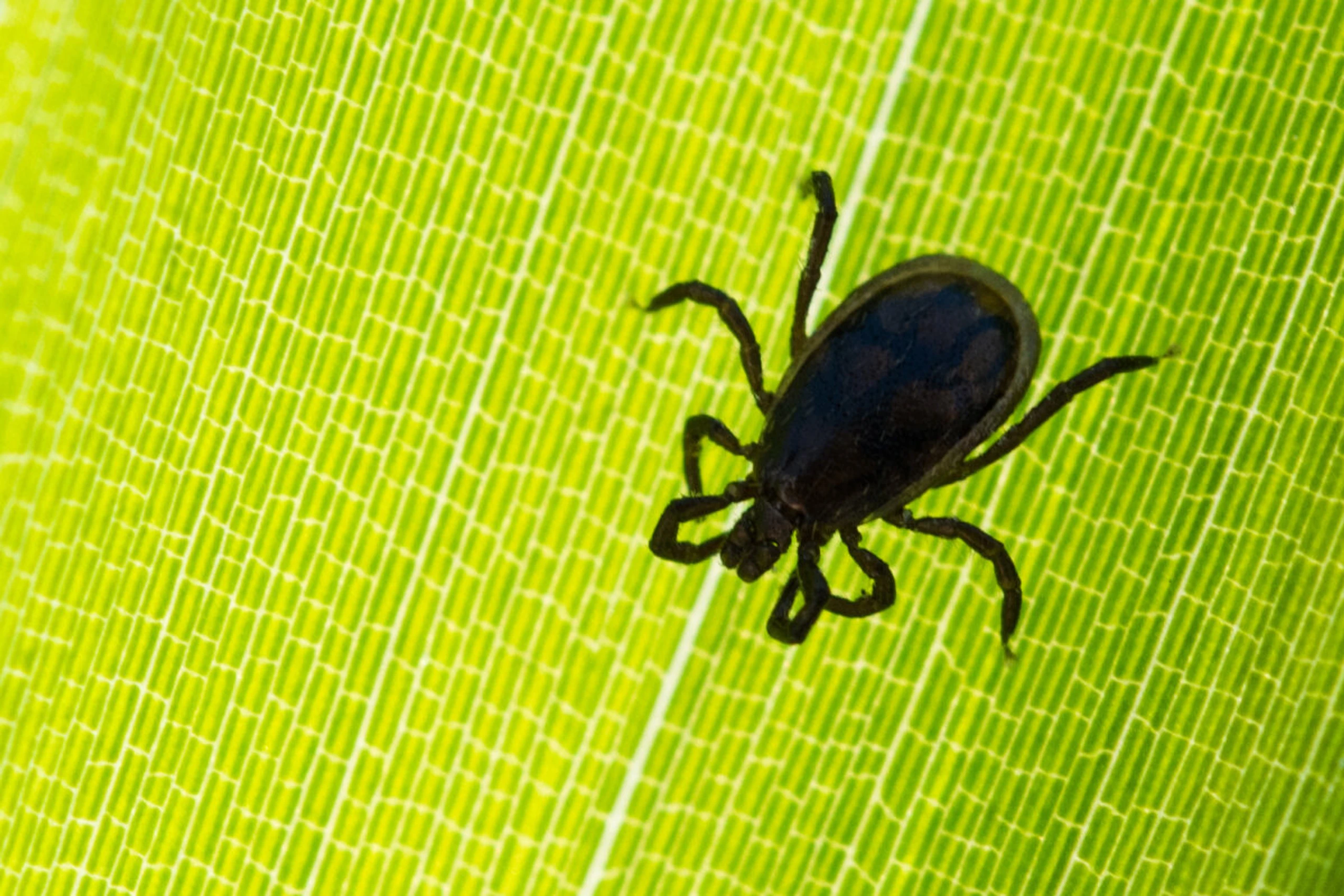 Impfrate gesunken, Fallzahlen steigen wieder