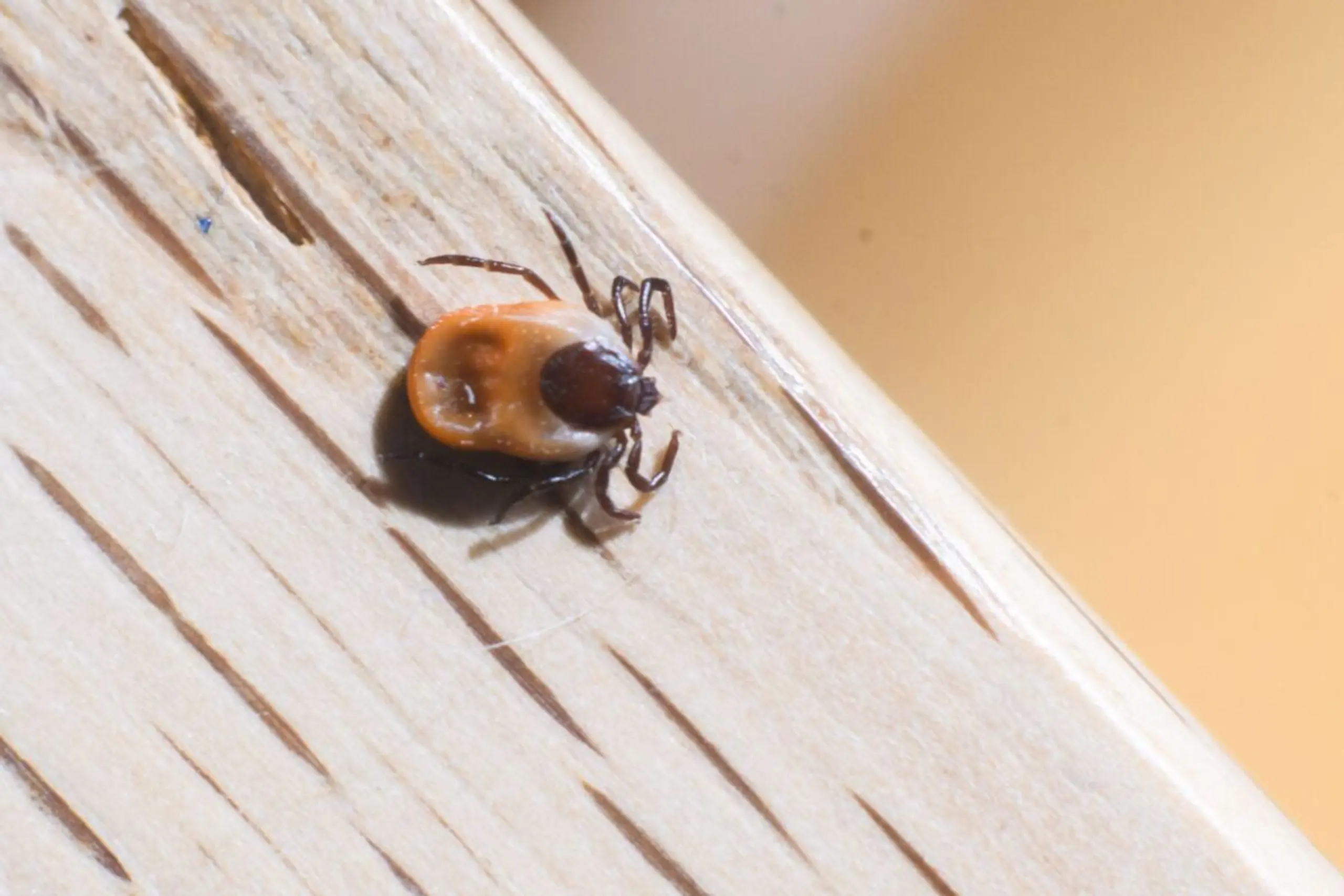 ++ ARCHIVBILD ++ Der Gemeine Holzbock