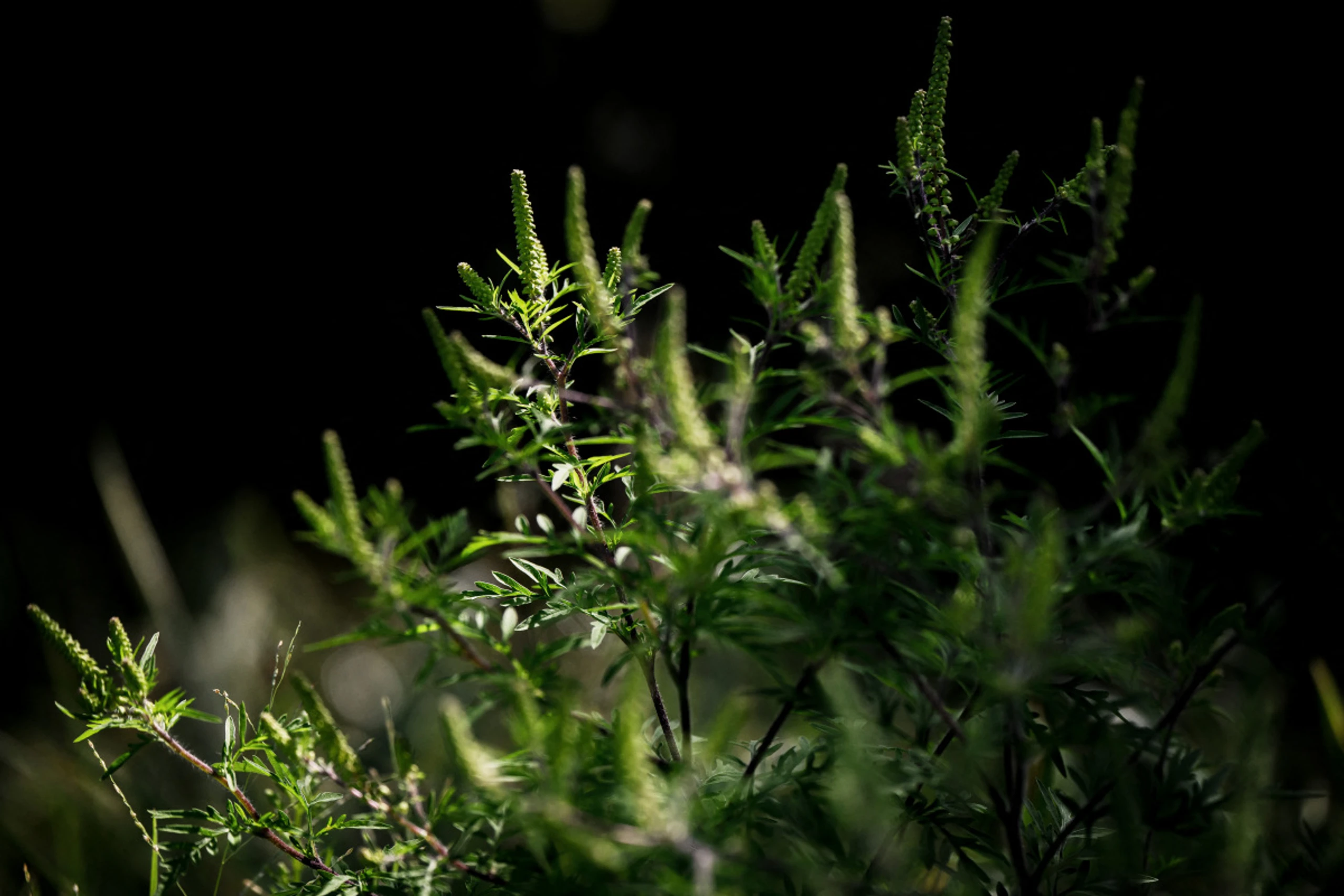 Albtraum für Allergiker: Die als Ragweed bekannten Ambrosiapflanzen