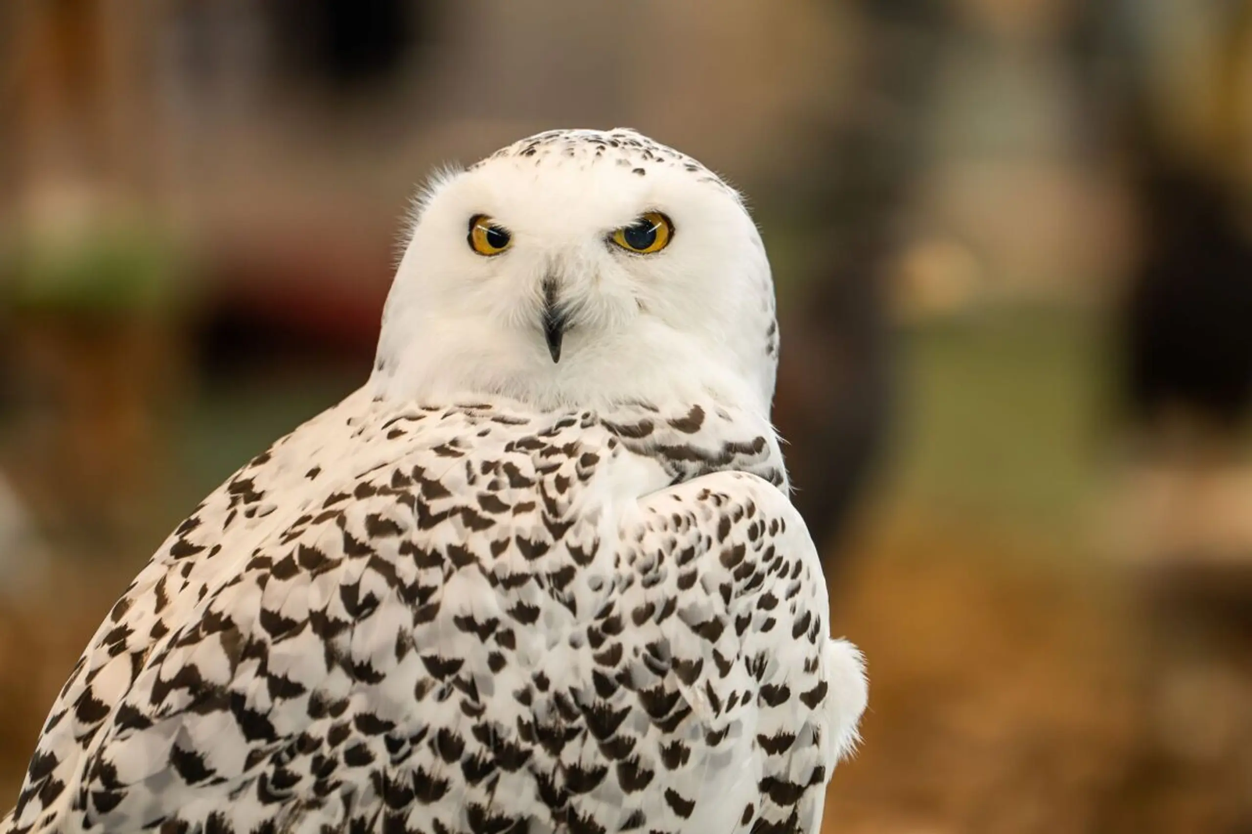 ++ ARCHIVBILD ++ Auch die Schneeeule wird künftig unter besonderen Schutz gestellt