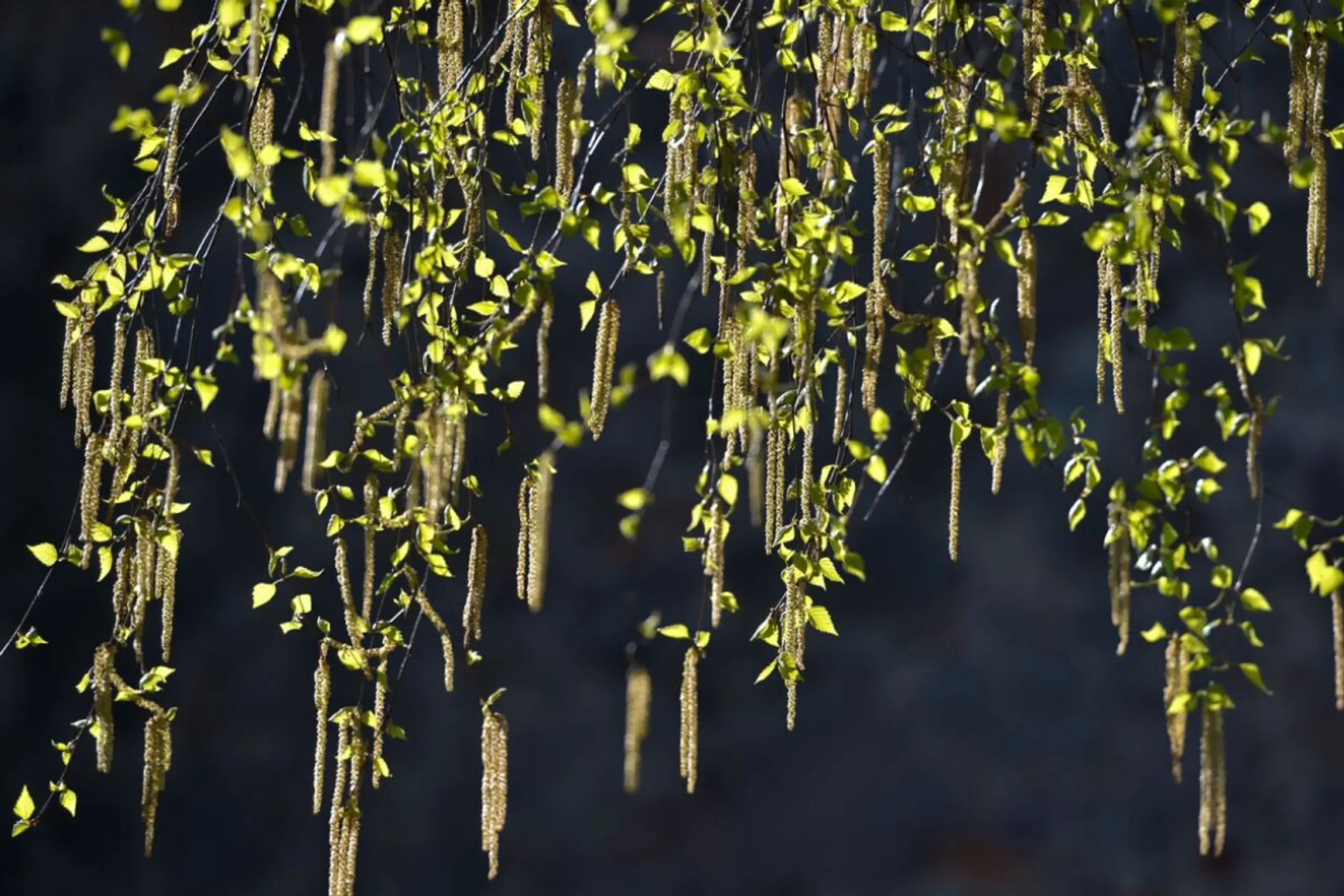 Die Pollen der Birke lösen am häufigsten Allergien aus