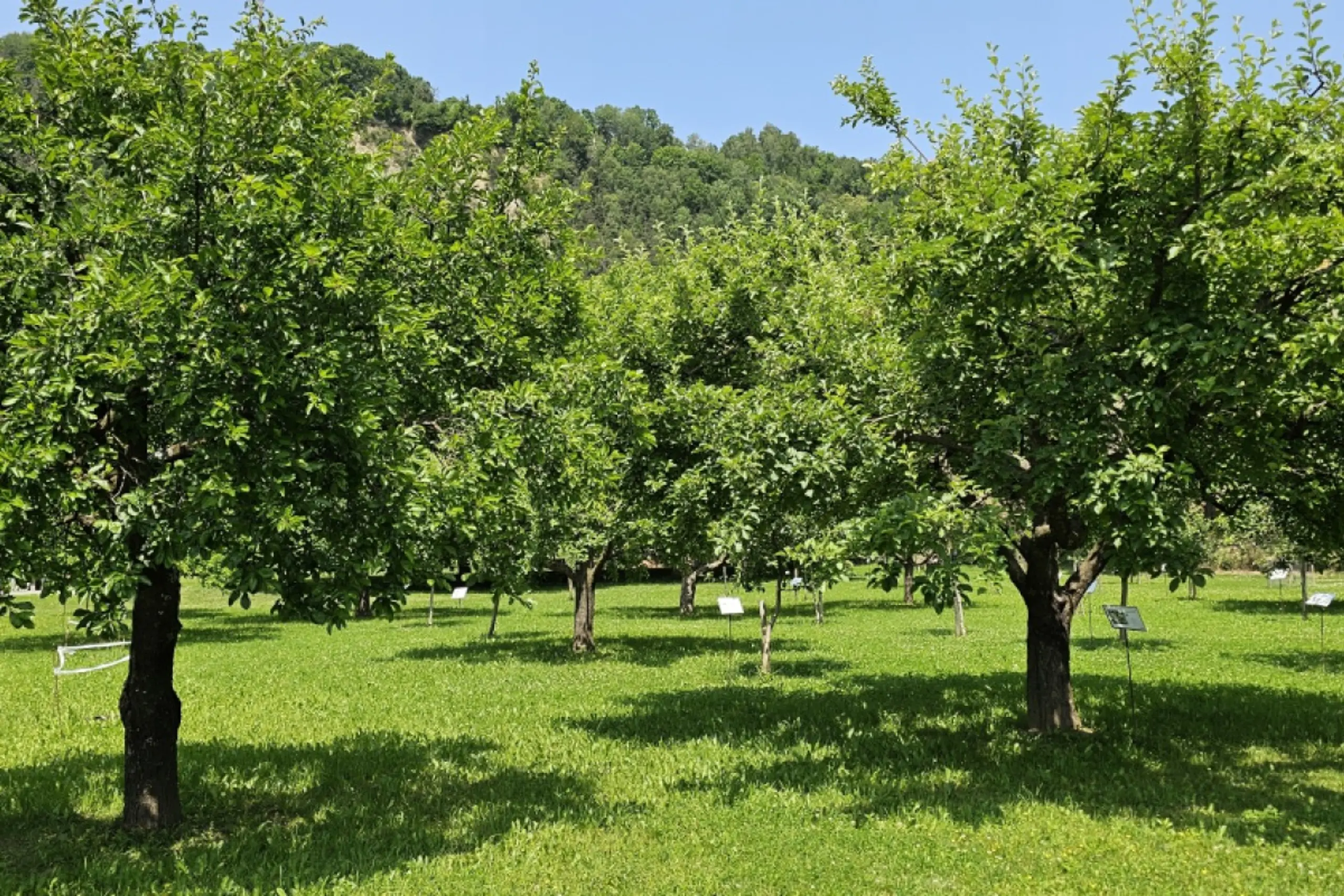 Gravierende Probleme auf verbleibenden Streuobstwiesen