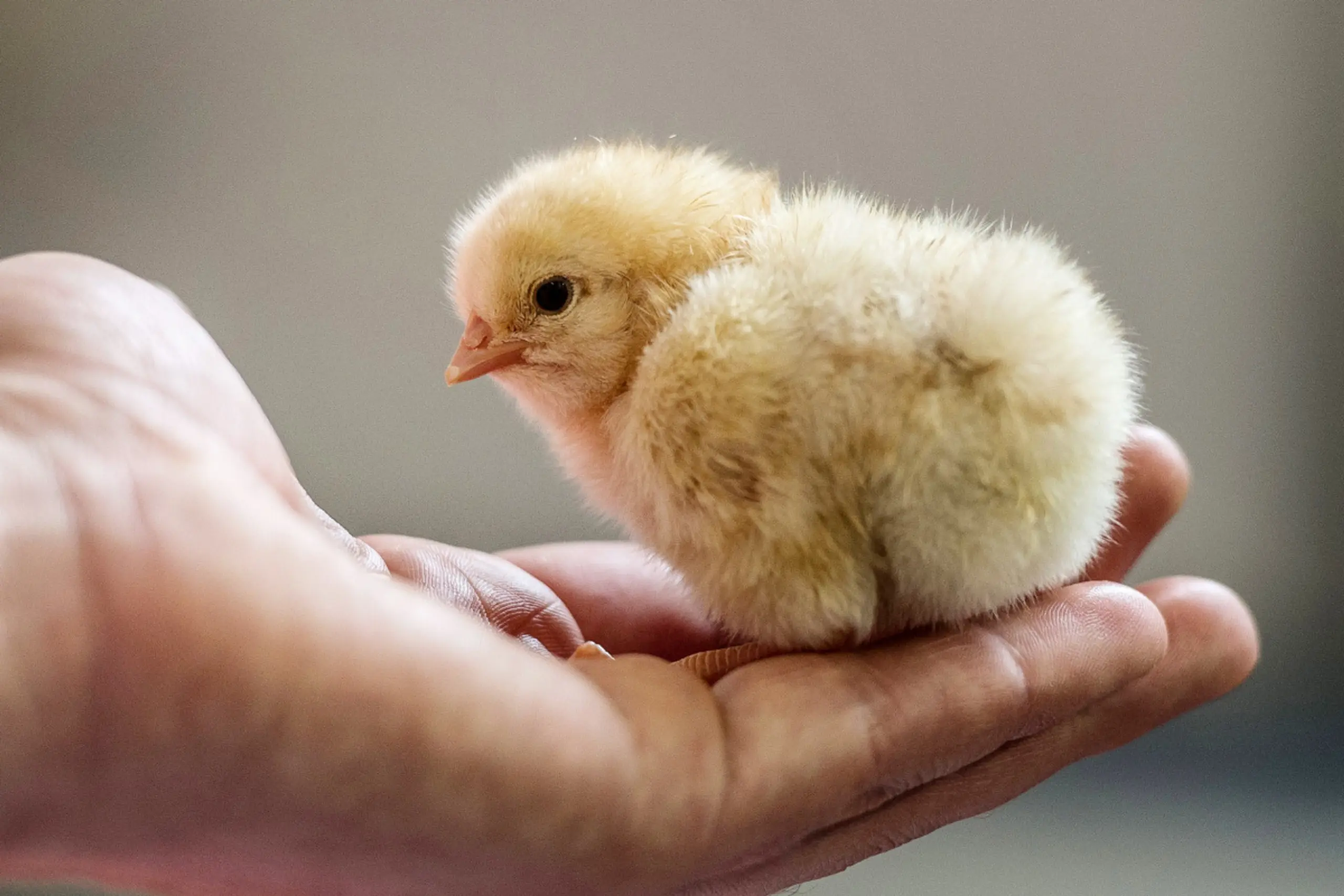 Sanfte Interaktionen lösen bei Küken positive Emotionen aus