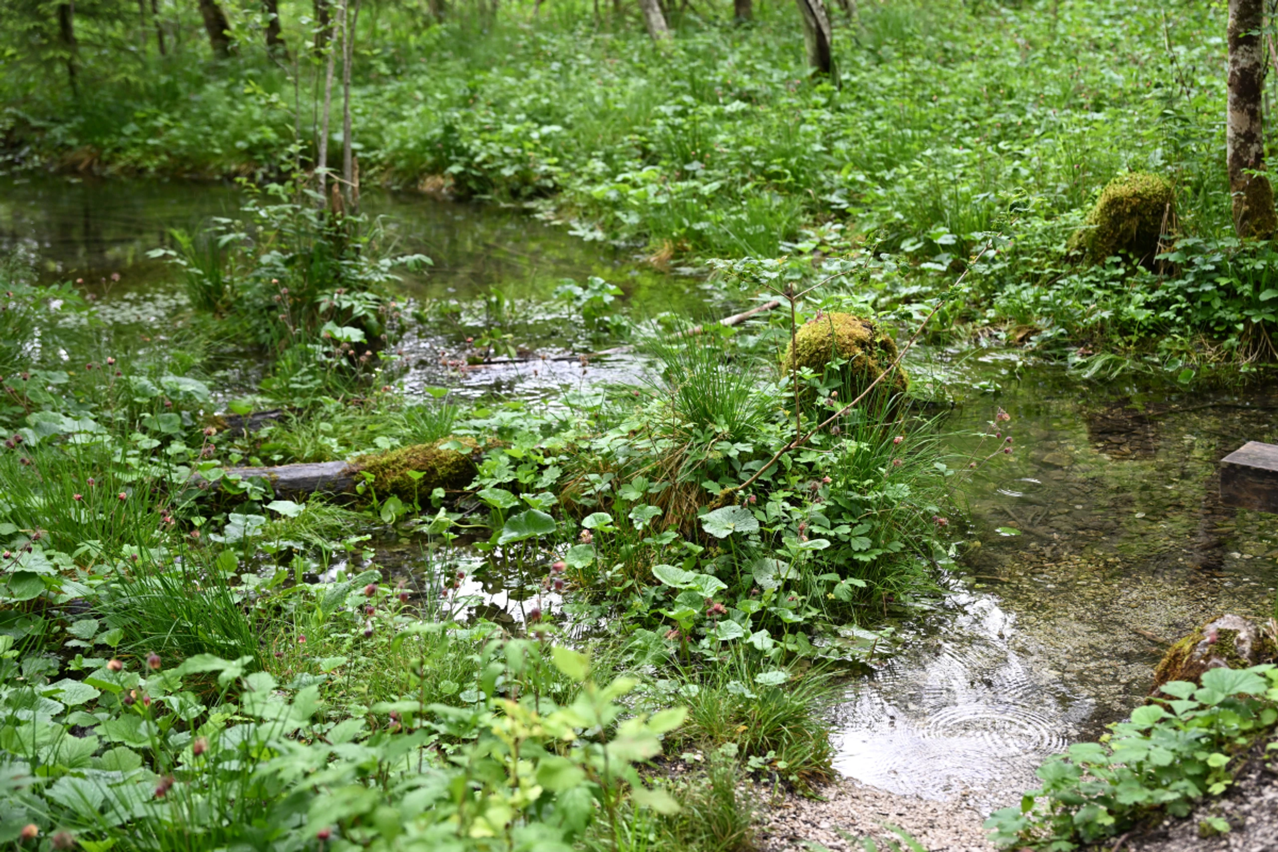 Brunnenlebermoos wächst an Bachufern