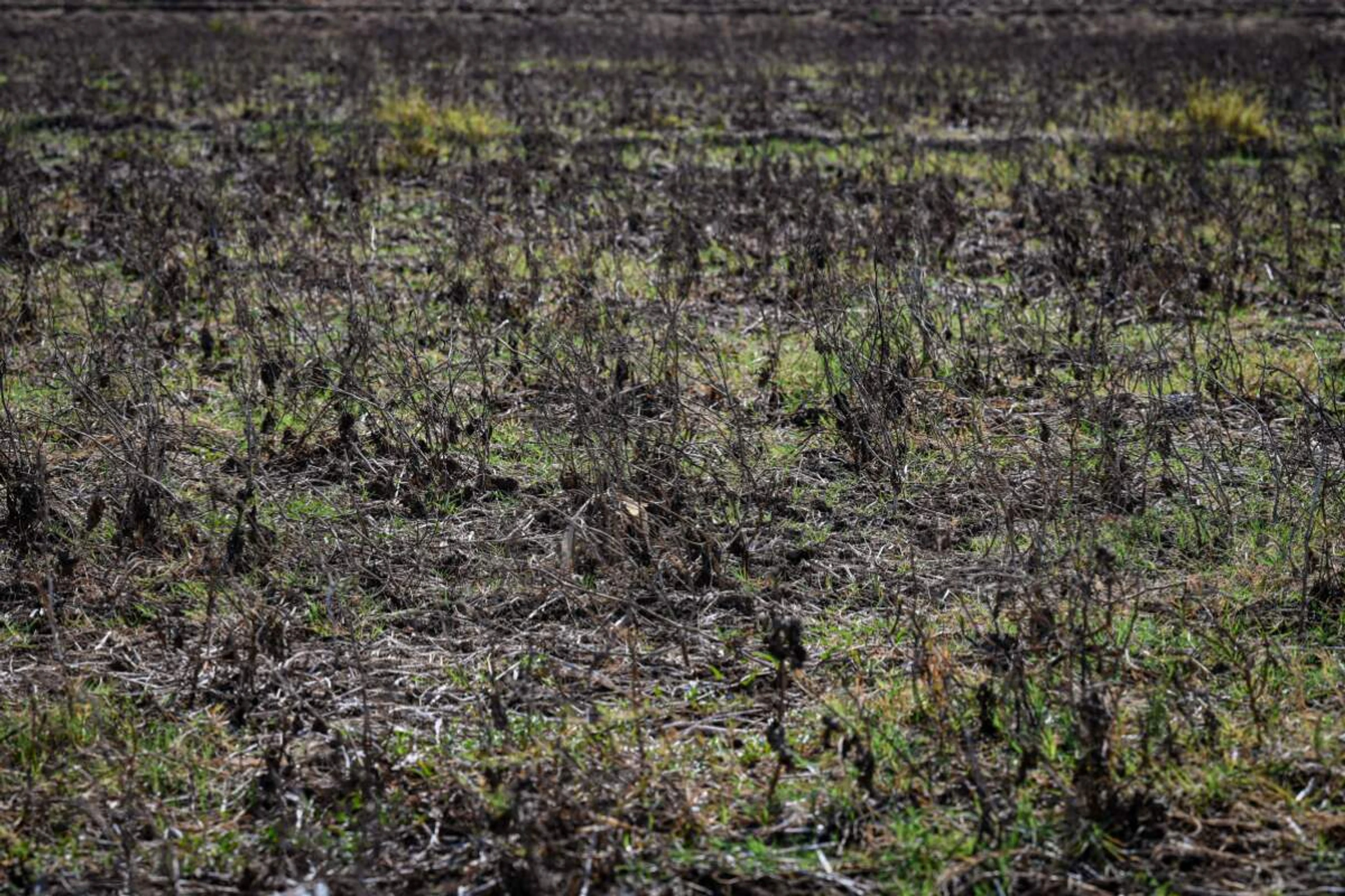 El-Niño verursacht auch schwere Dürren