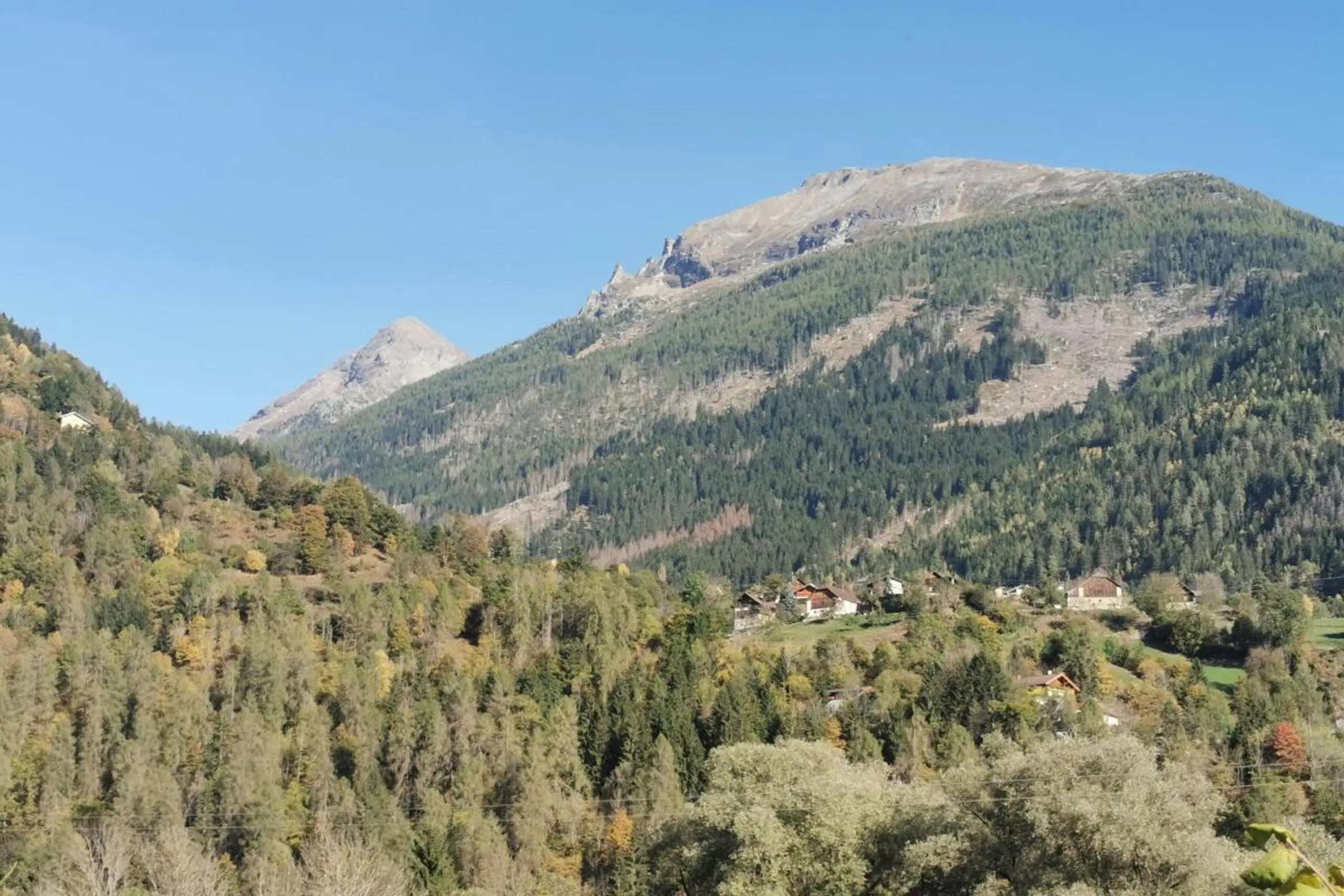 Bäume und Wälder sind wichtig für die Natur