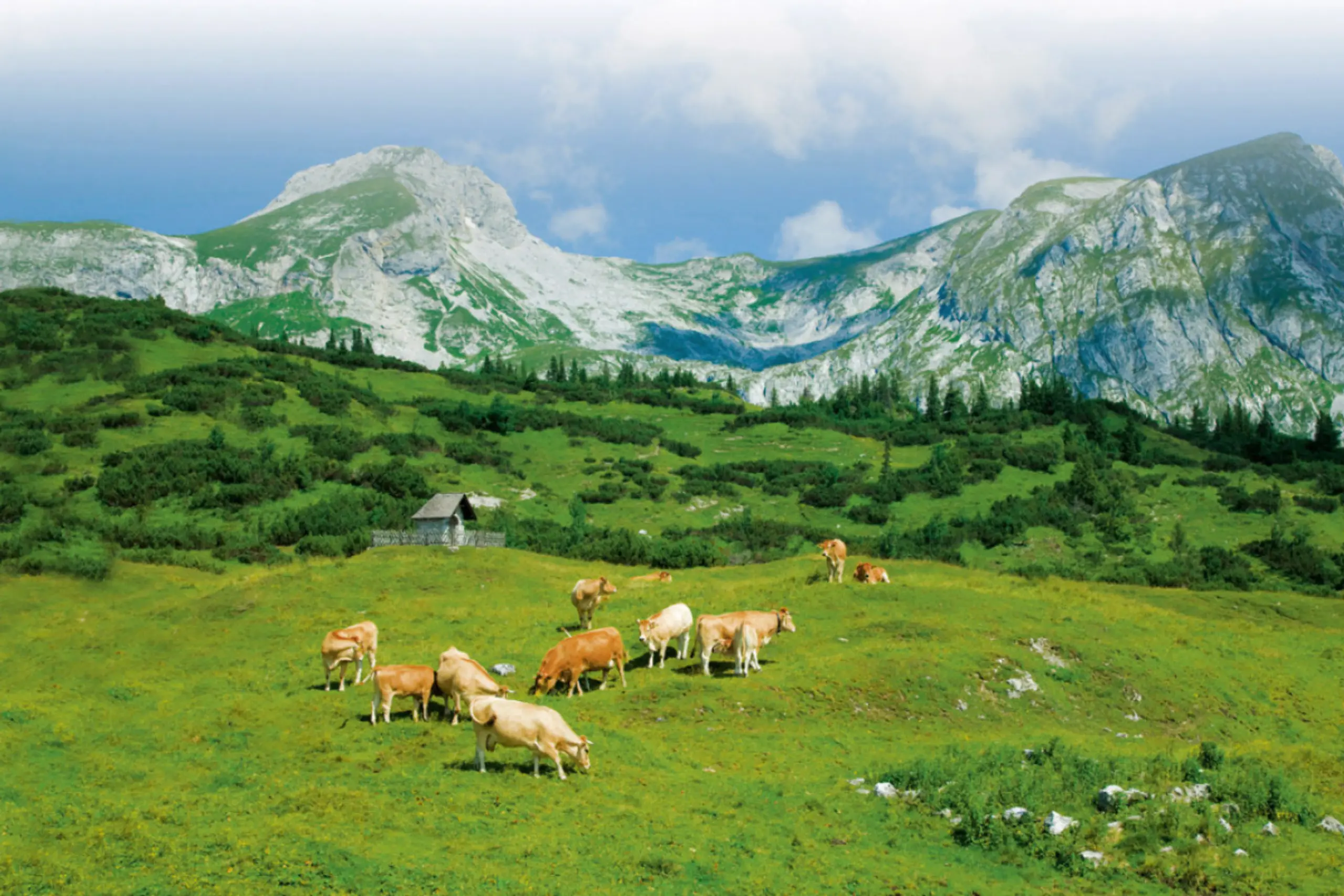 Die Höhe der Baumgrenzen hängt auch von der Landnutzung ab