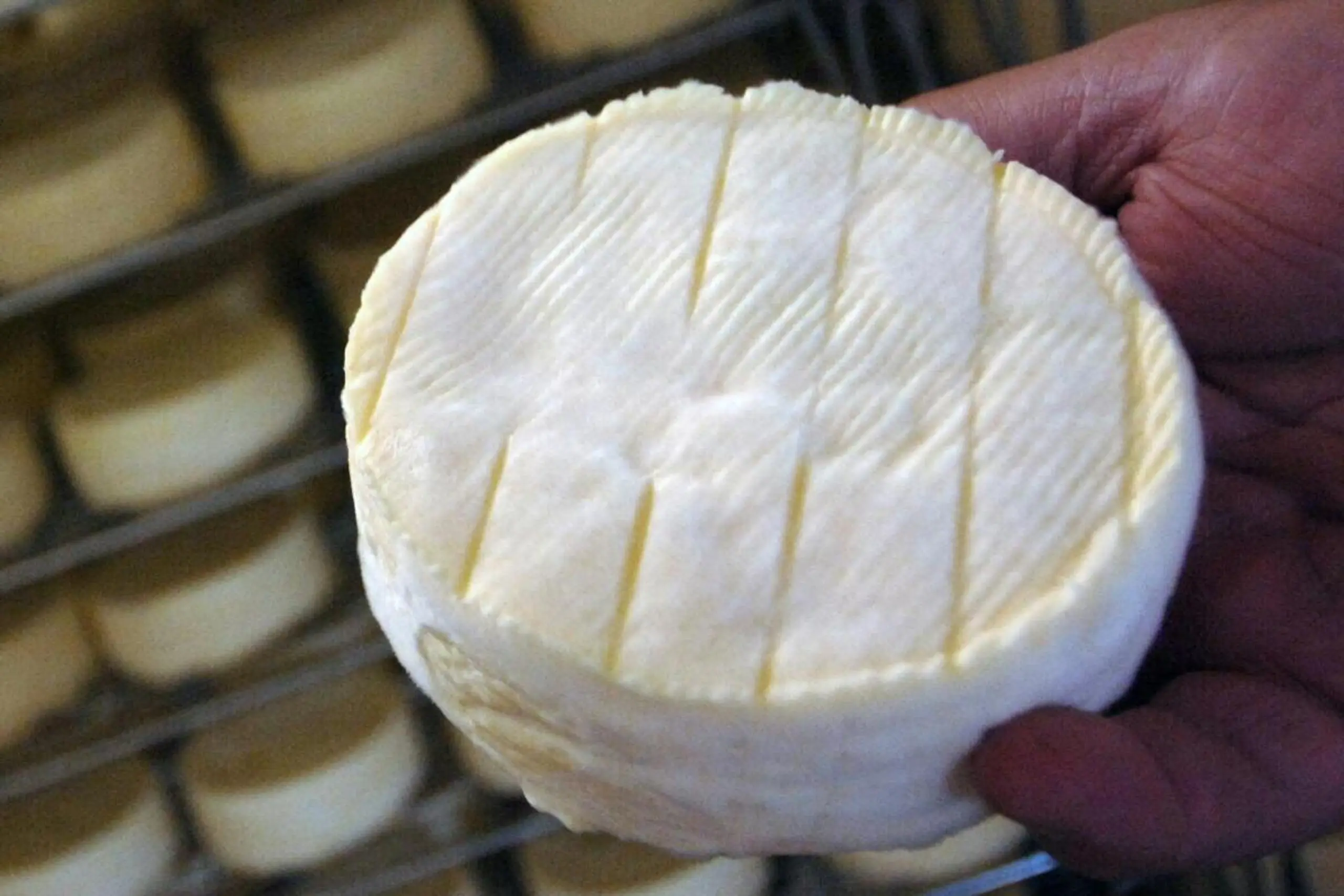 Camembert sollten Schwangere meiden