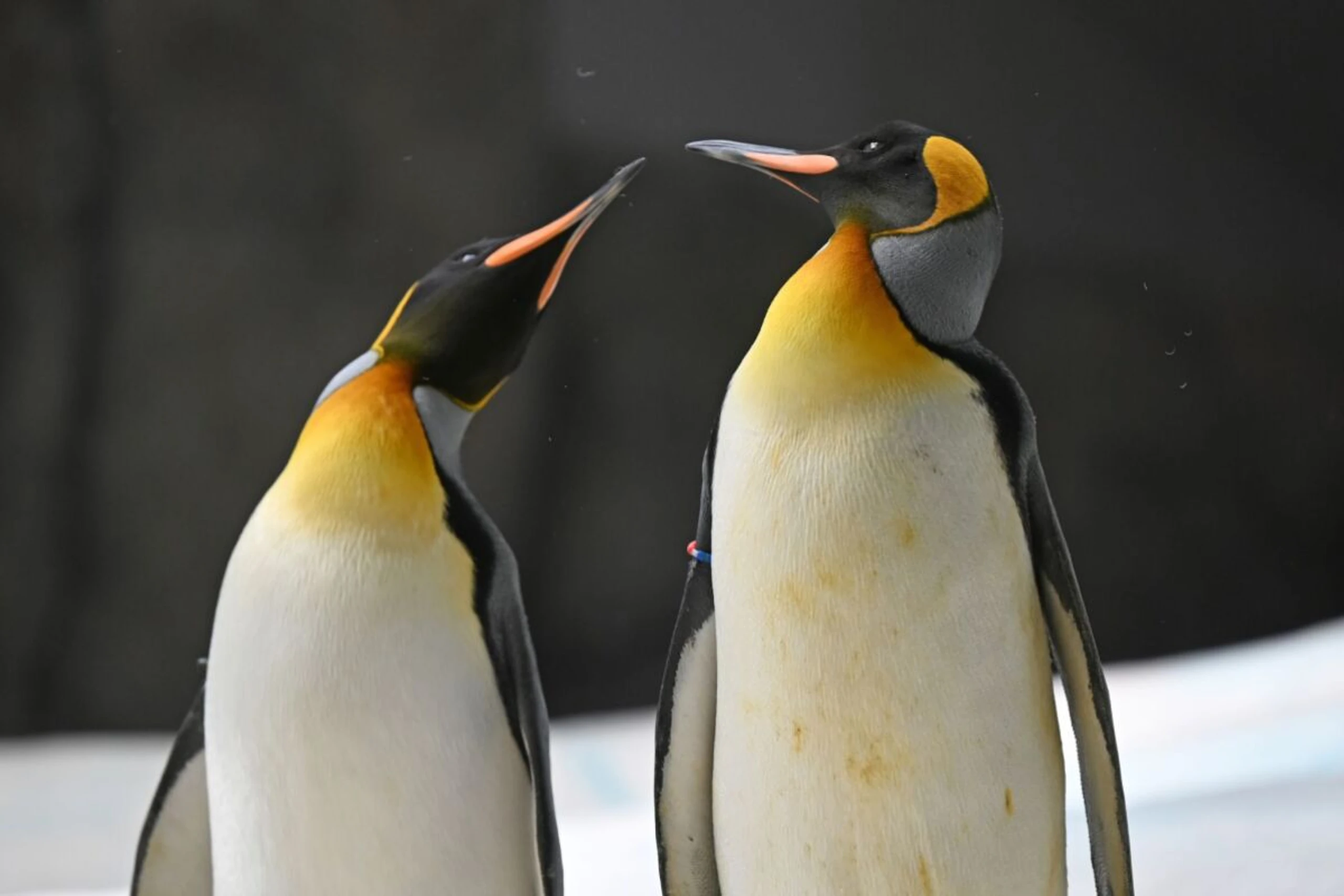++ ARCHIVBILD ++ Die Kaiserpinguine leiden unter dem Klimawandel
