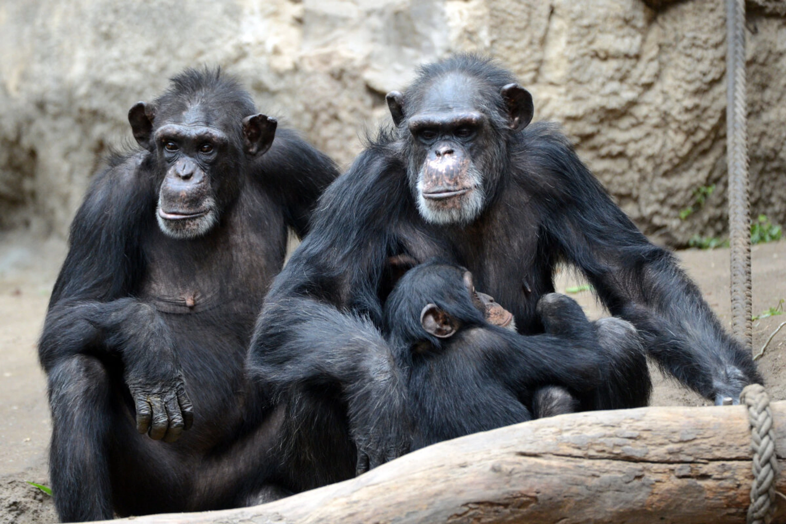 Gruppenzugehörigkeit ist äußerst zentral