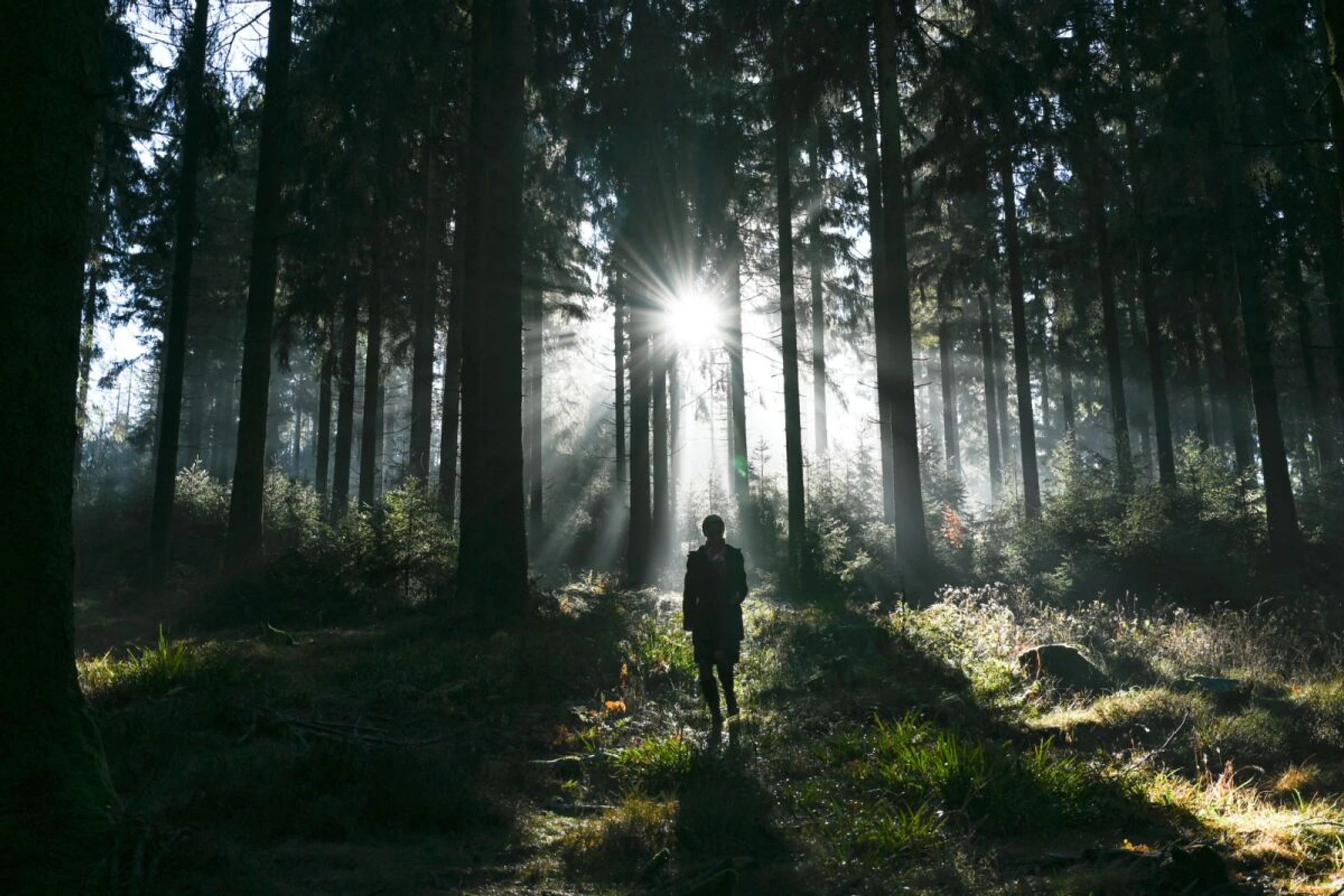 ++ ARCHIVBILD ++ Bereits bei mäßigem Wind kann Gefahr durch Totholz drohen