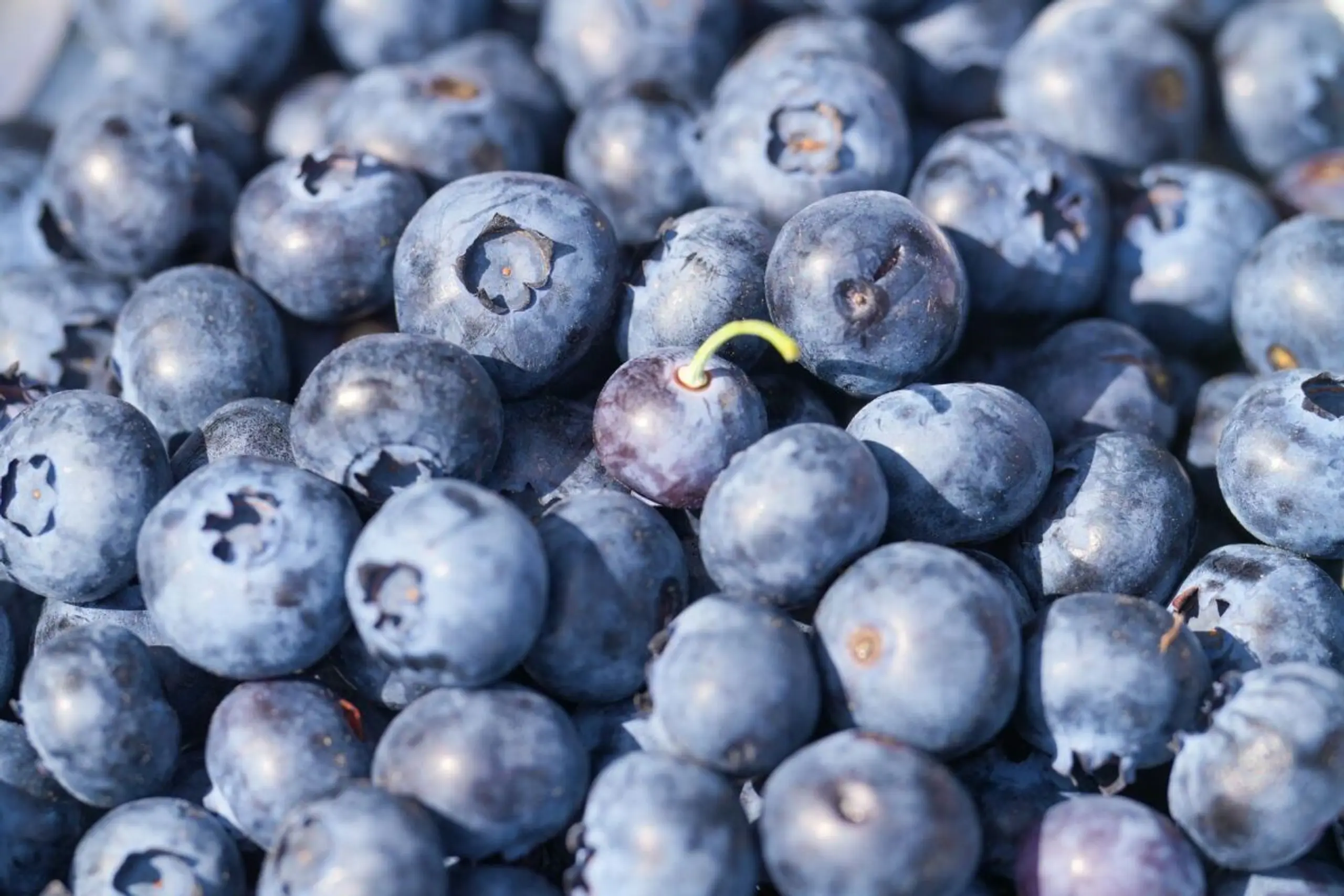 Heidelbeeren gelten als besonders günstig für die Stoffwechselgesundheit