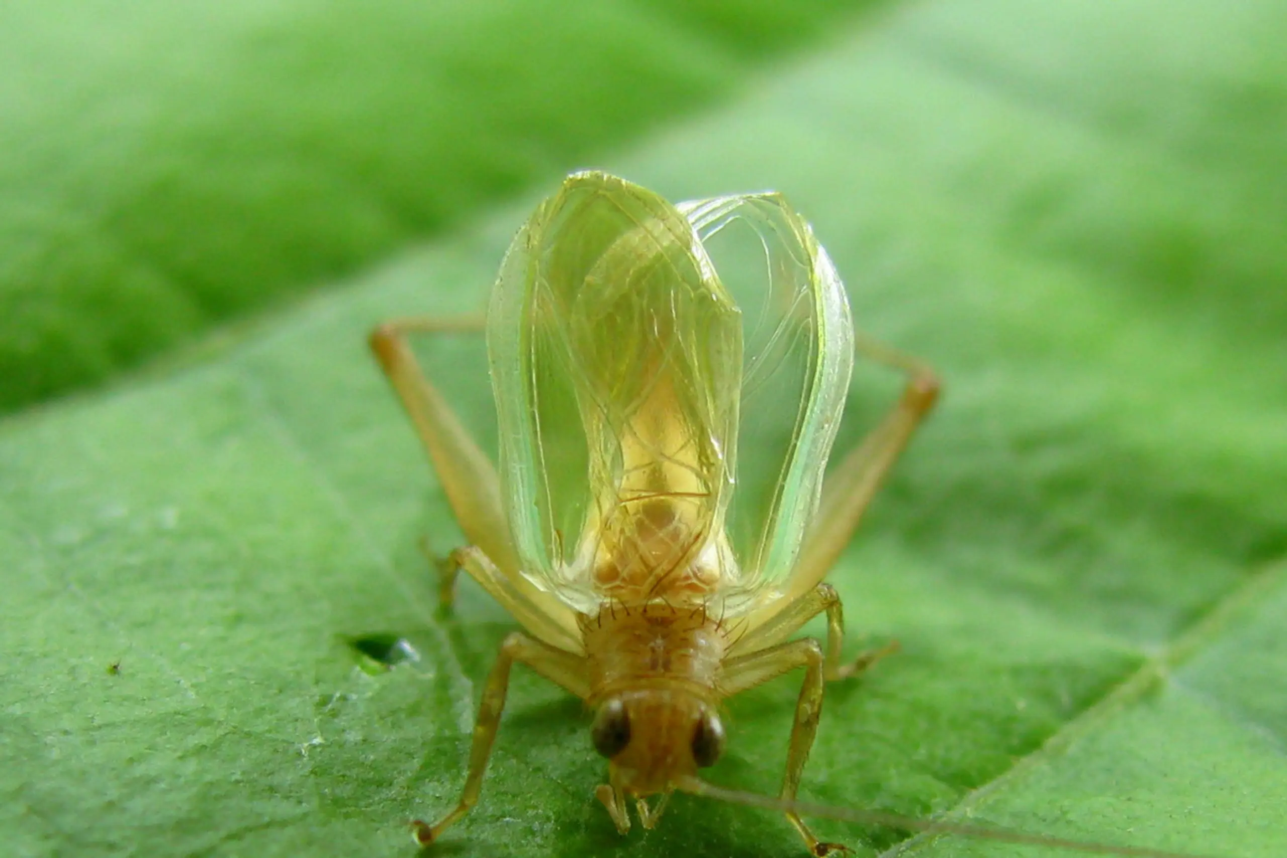 Bei einzelnen Grillenarten liegt das akustische Signal im Ultraschallbereich