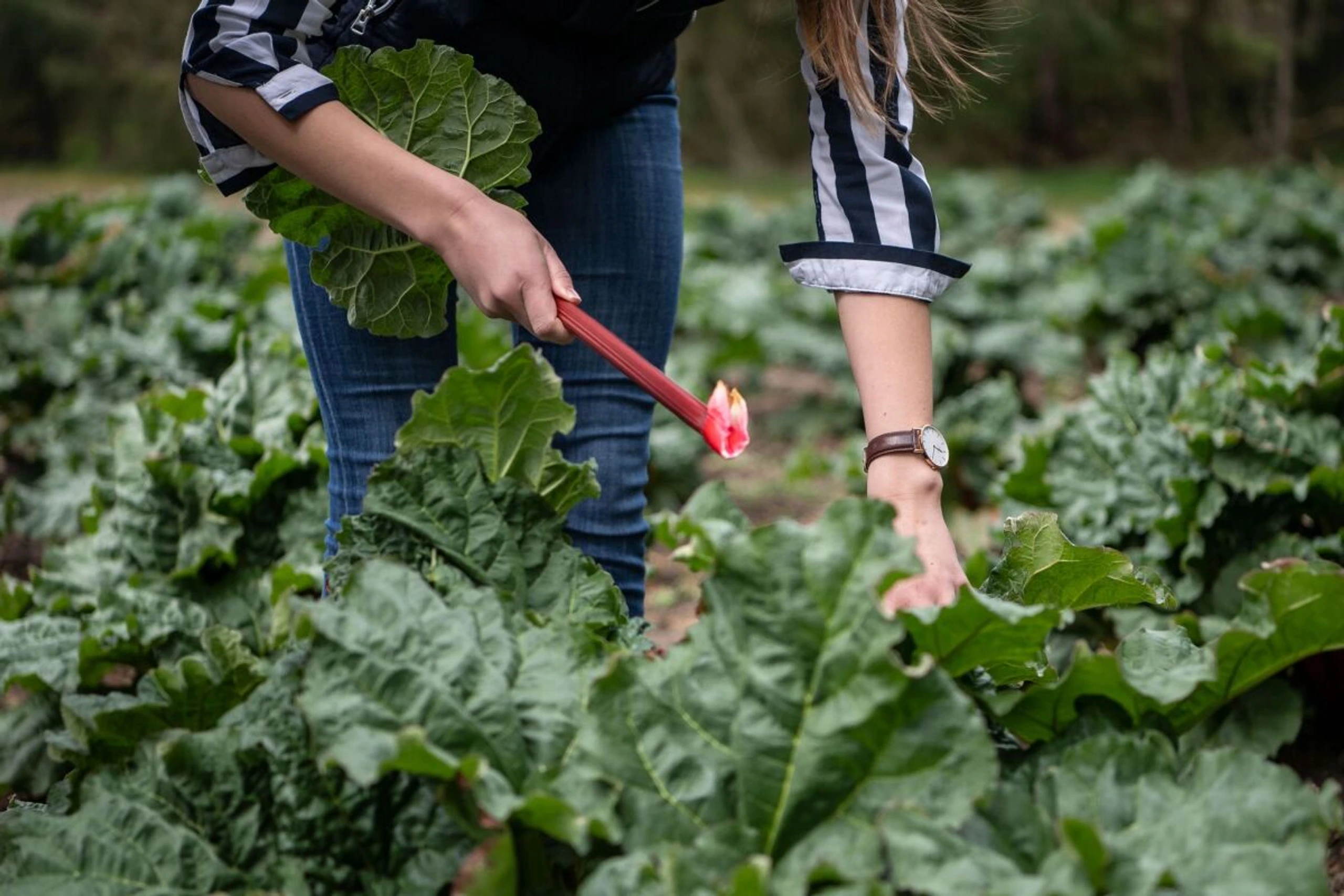 Die Stangen des Rhabarbers sollten vorsichtig herausgedreht werden