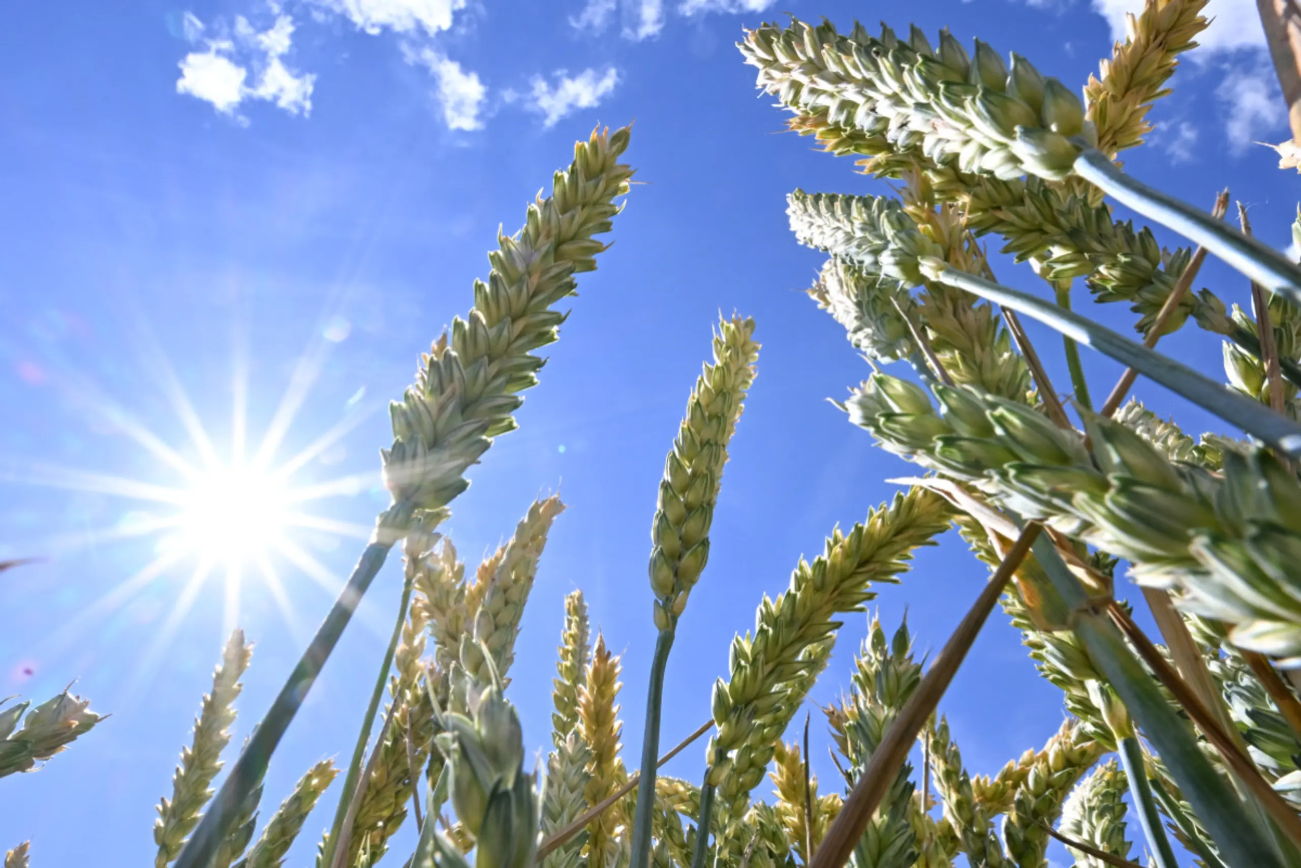Agrarische Lebensweise und Vitamin-D-Bedarf hinterließen Spuren in DNA