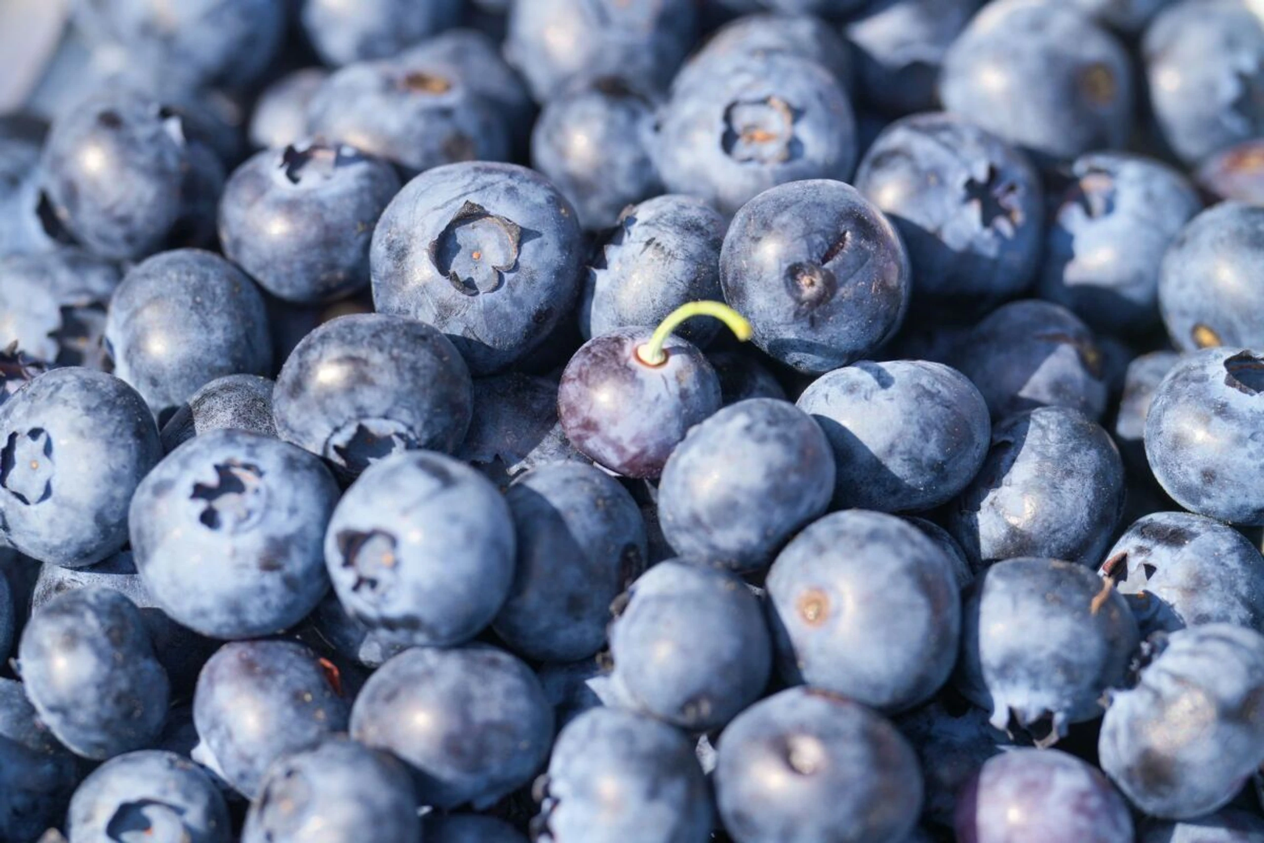 Heidelbeeren sind besonders günstig für die Stoffwechselgesundheit