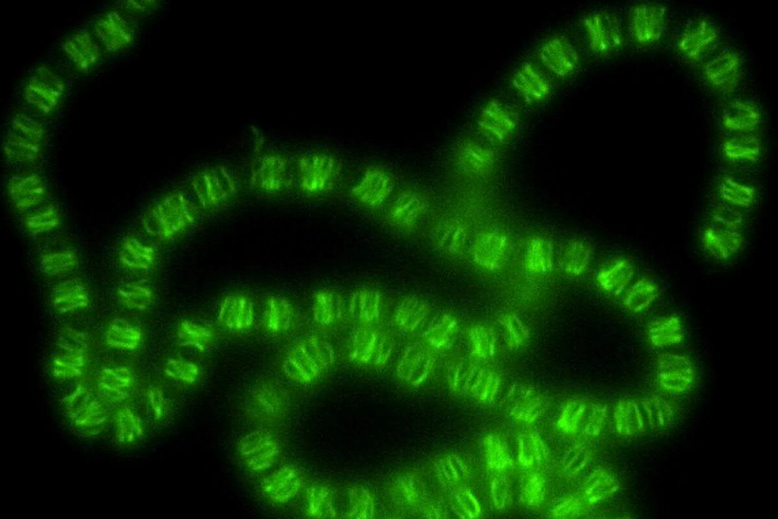 Fluoreszierende Anabaena. Fluoreszenzmarkierte CorM-Filamente im Inneren von Anabaena. Sie stellen ein neu entdecktes Zytoskelett in mehrzelligen Cyanobakterien dar