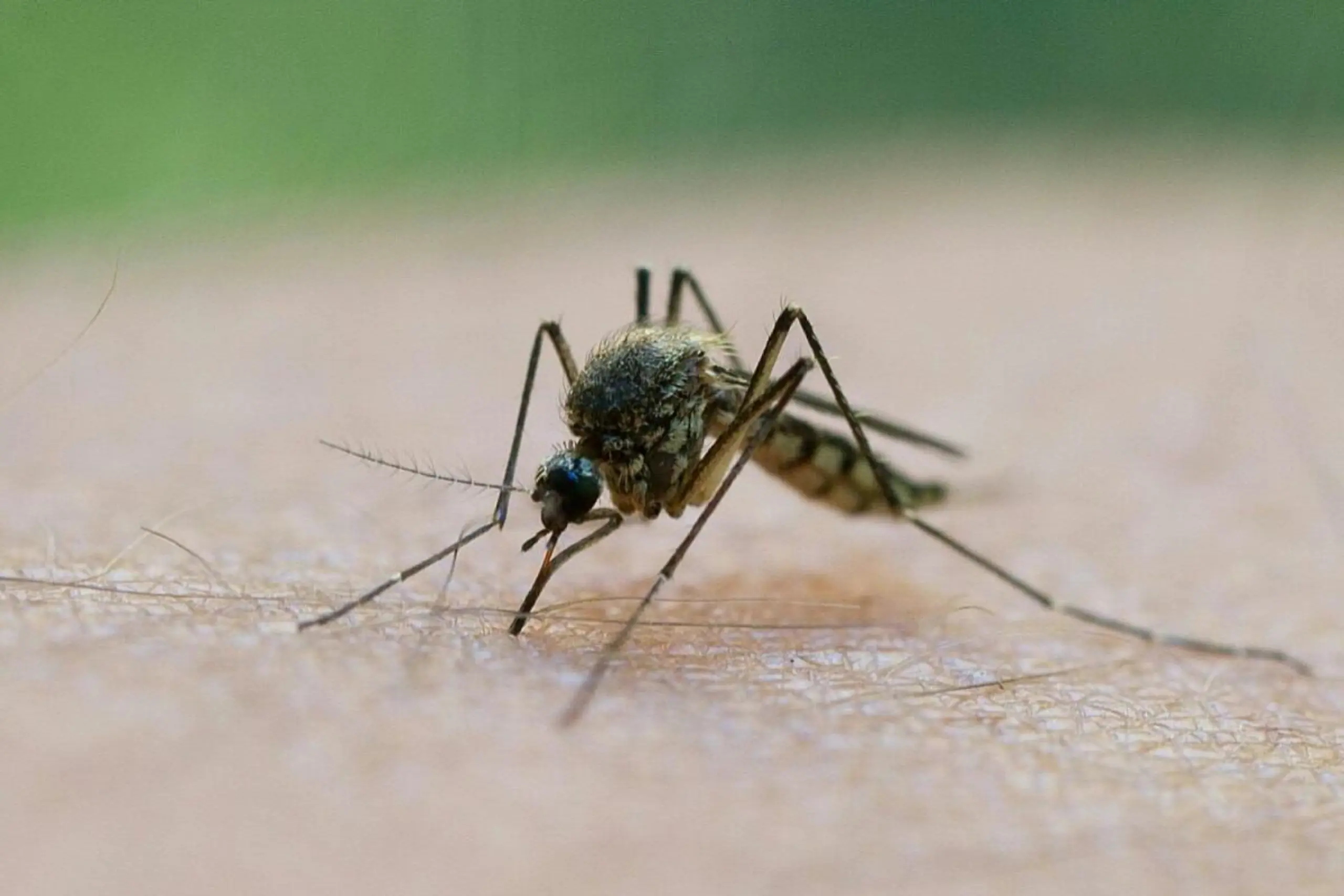 Indikator für einen größeren biologischen Wandel in der Arktis