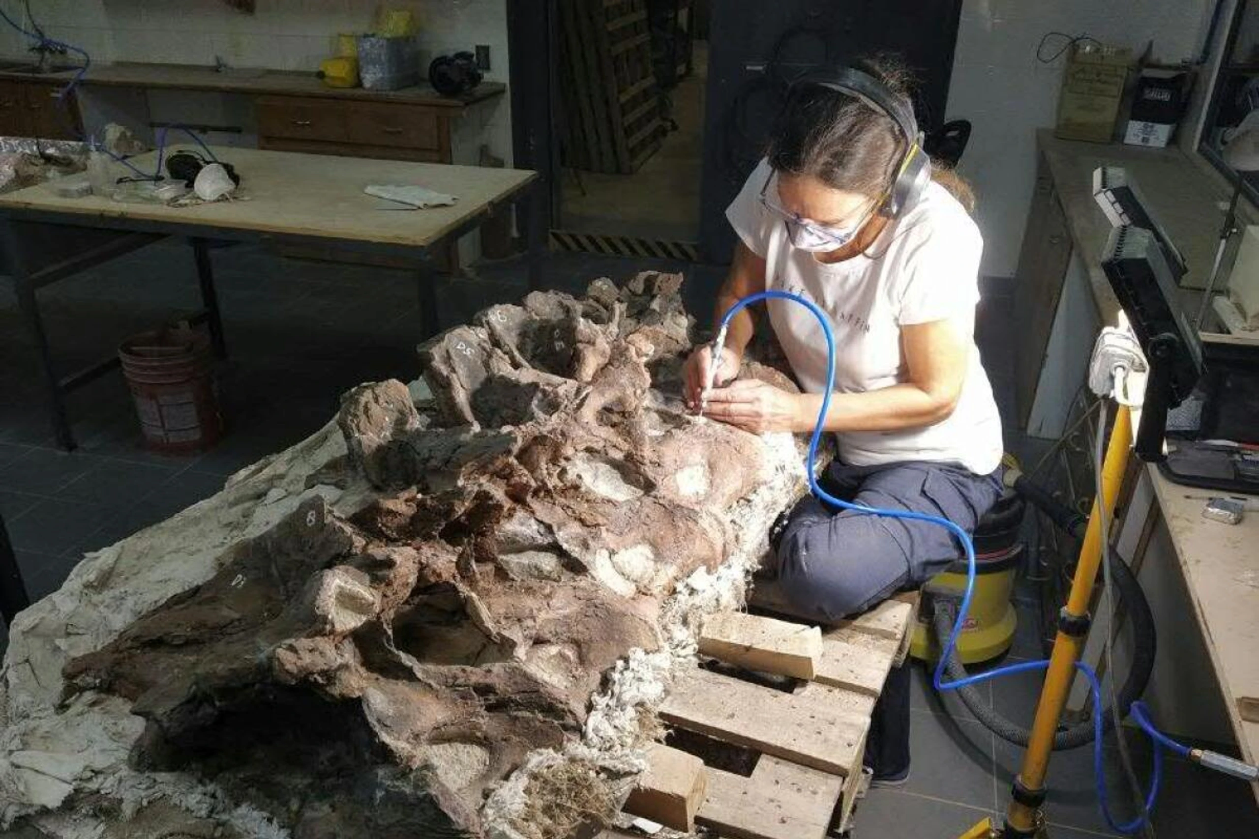 Knochenstruktur zeigt, dass es sich um ein erwachsenes Tier handelt