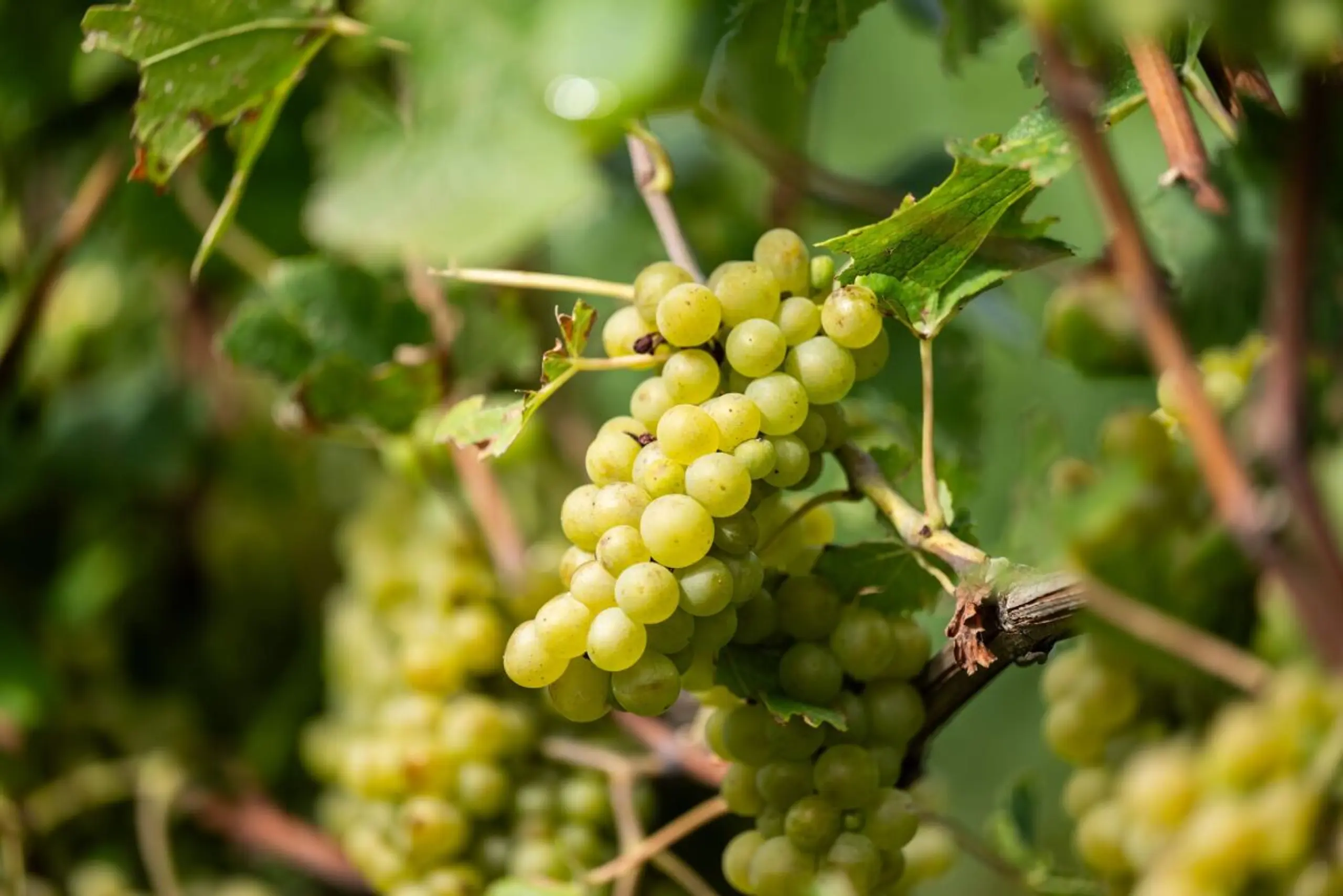 Rom legt einen neuen Weinberg an