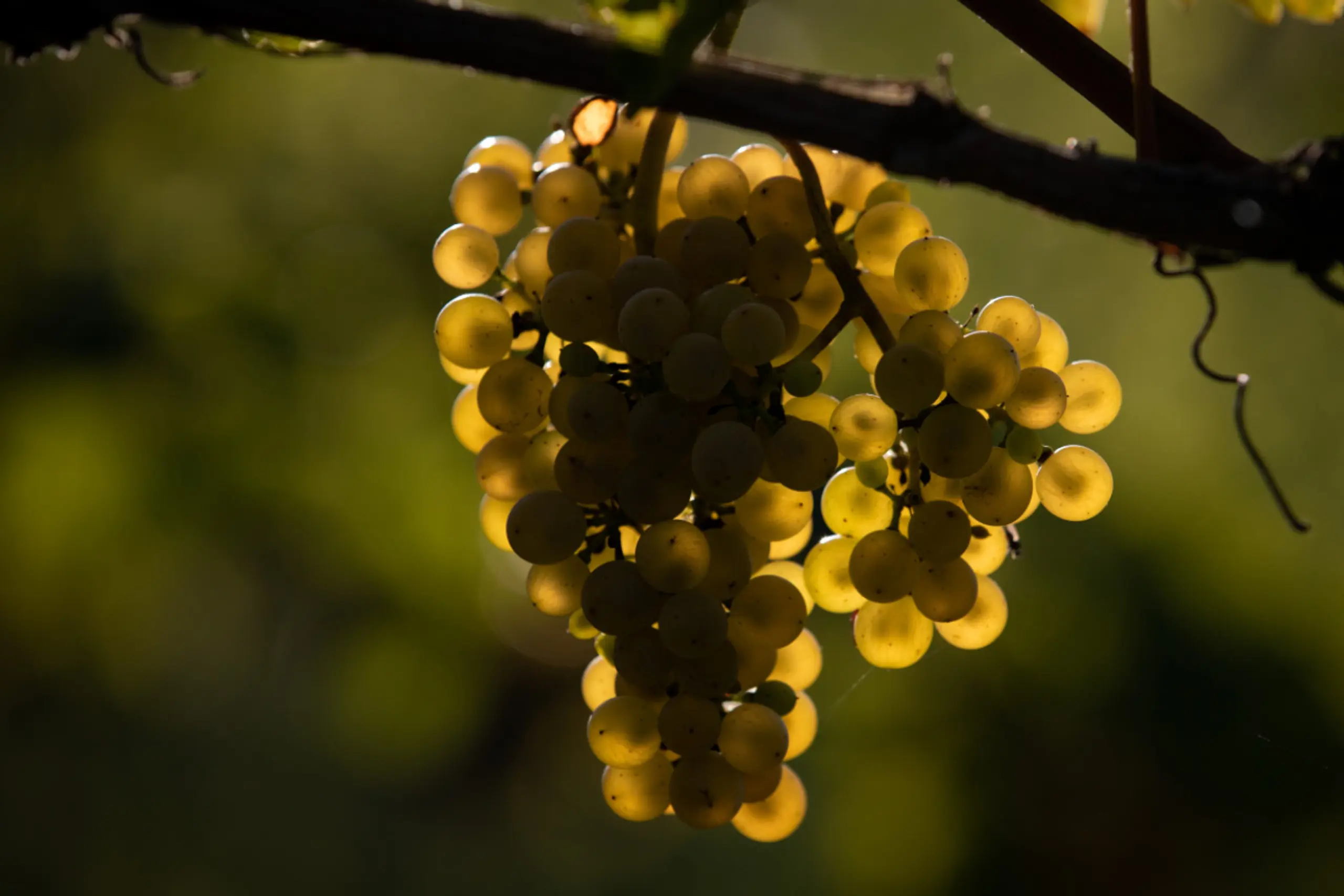 Areal soll durch Weinbau aufgewertet werden
