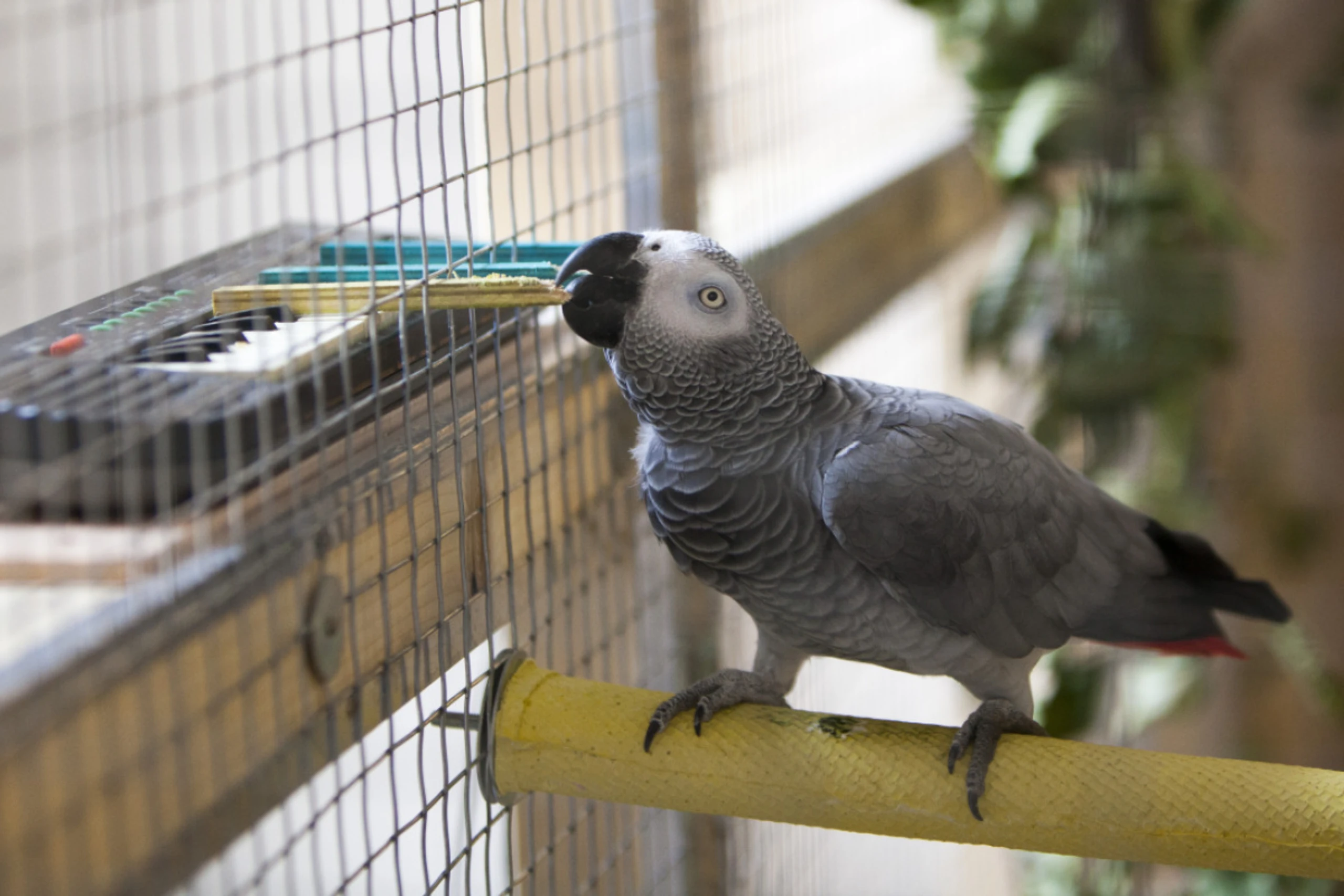 Besonders Graupapageien verblüffen immer wieder mit ihren Skills