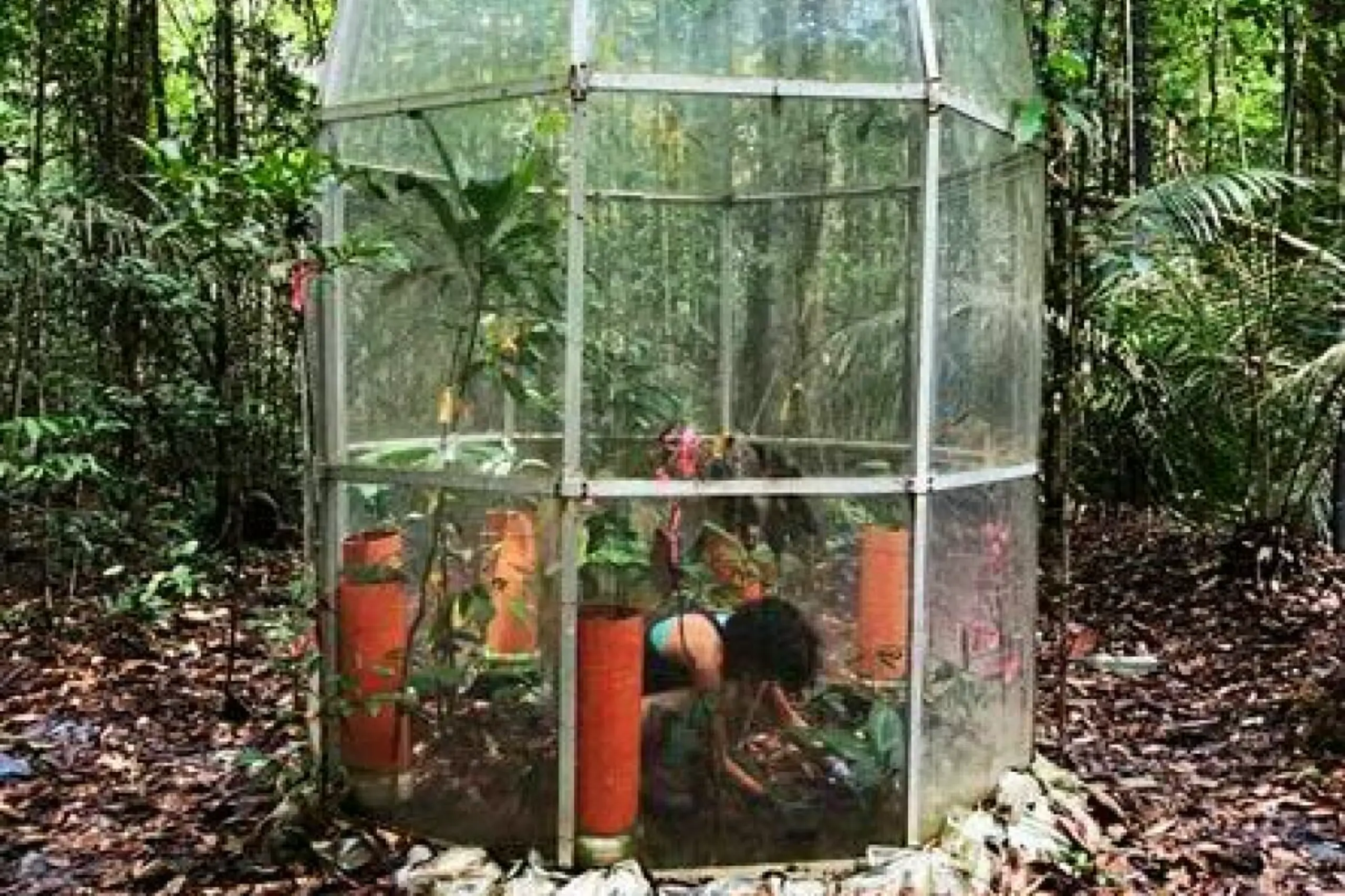 Forschende untersuchen Anpassung von Tropenwäldern an höhere CO2-Konzentrationen