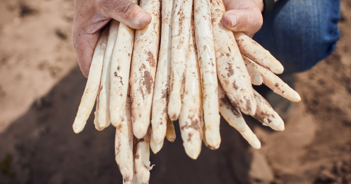 Asparagus: Cult or Overrated Hype?