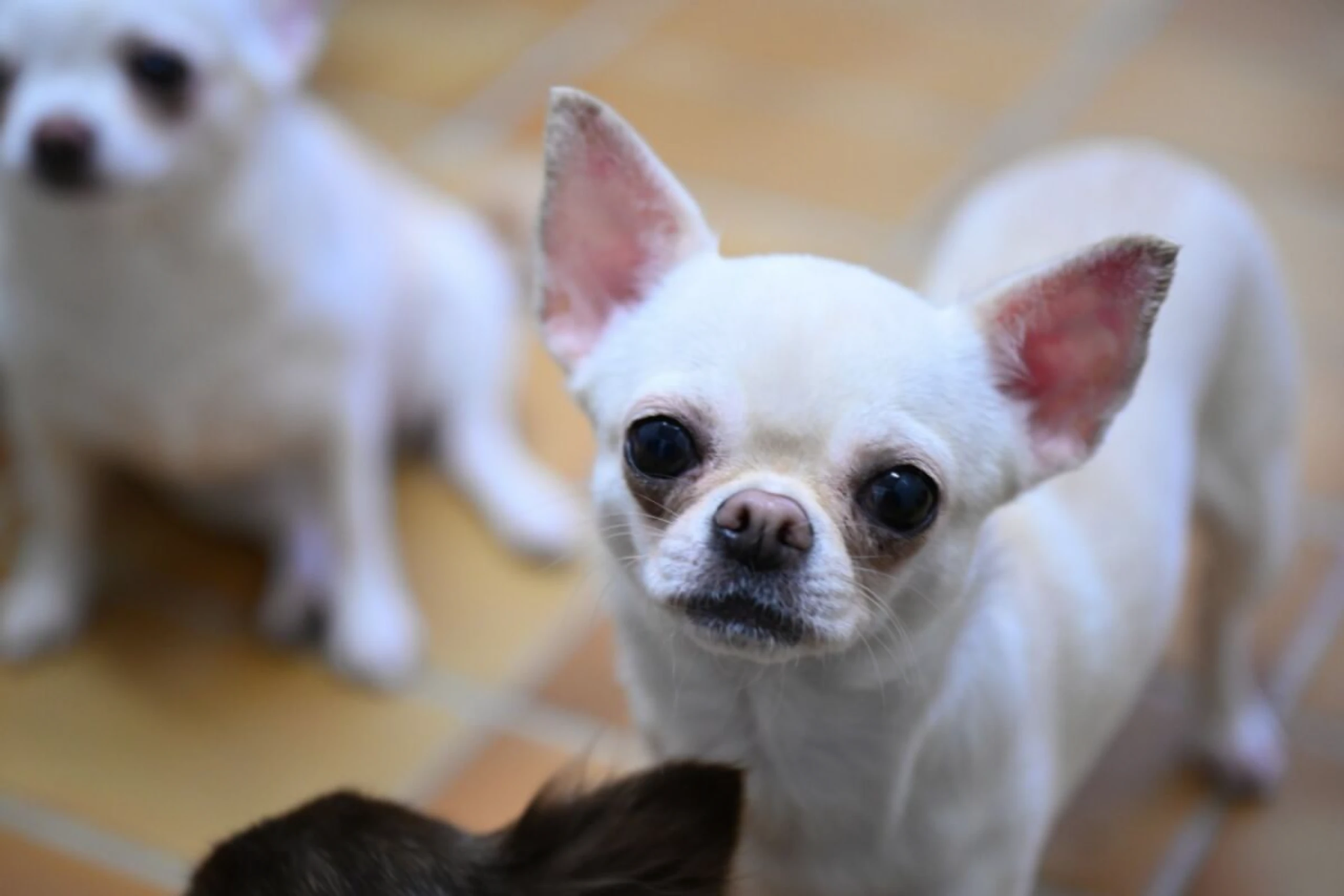 ++ ARCHIVBILD ++ In Jungsteinzeit wurden Hirngrößen jenen von Chihuahuas ähnlich